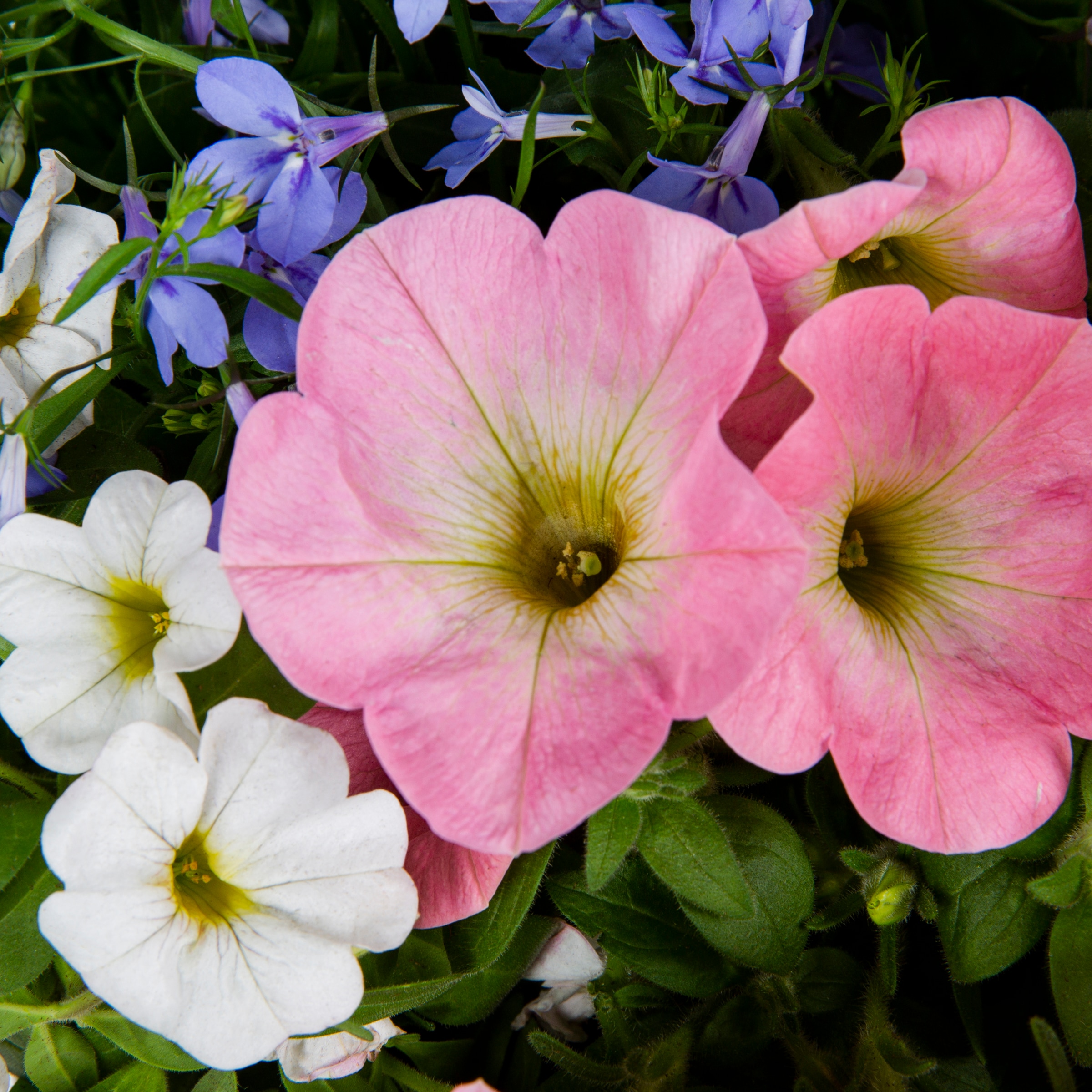Ready Refill NURSERY annuals - View #2