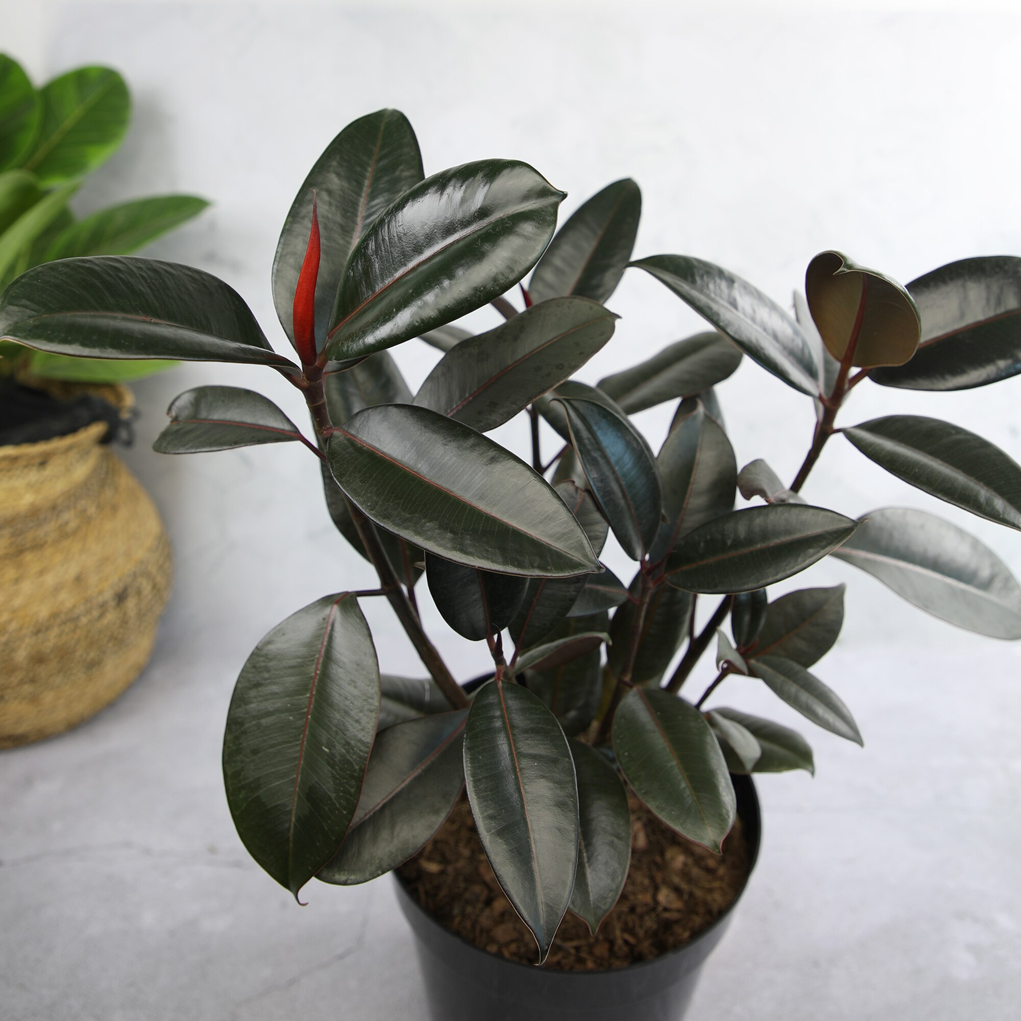 Burgundy Ficus Rubber Tree in Black Plastic Planter
