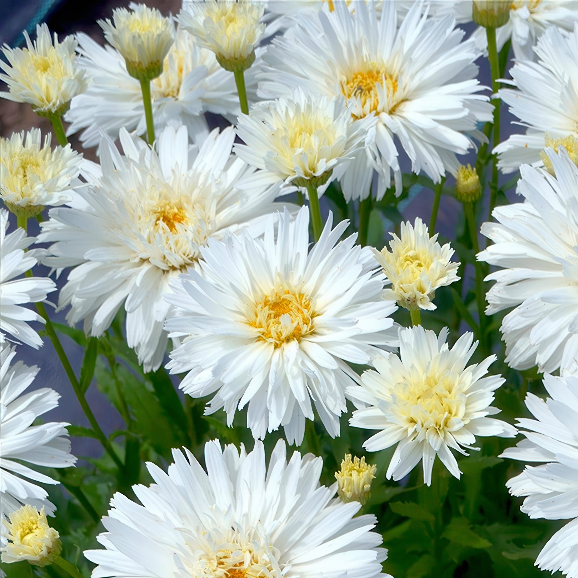 National Plant Network LW2155 perennials - View #8
