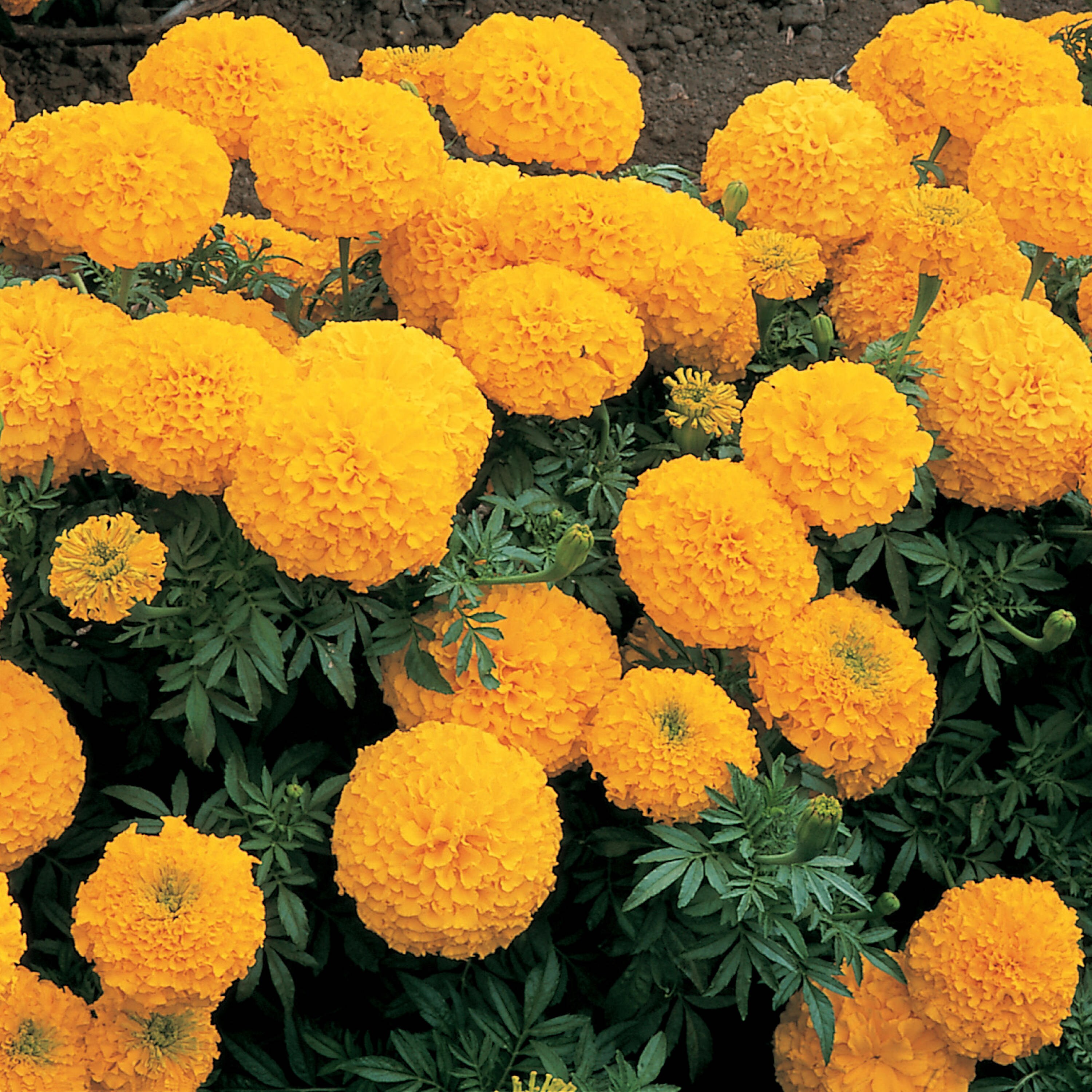 Miracle-Gro 201826 annuals - View #2