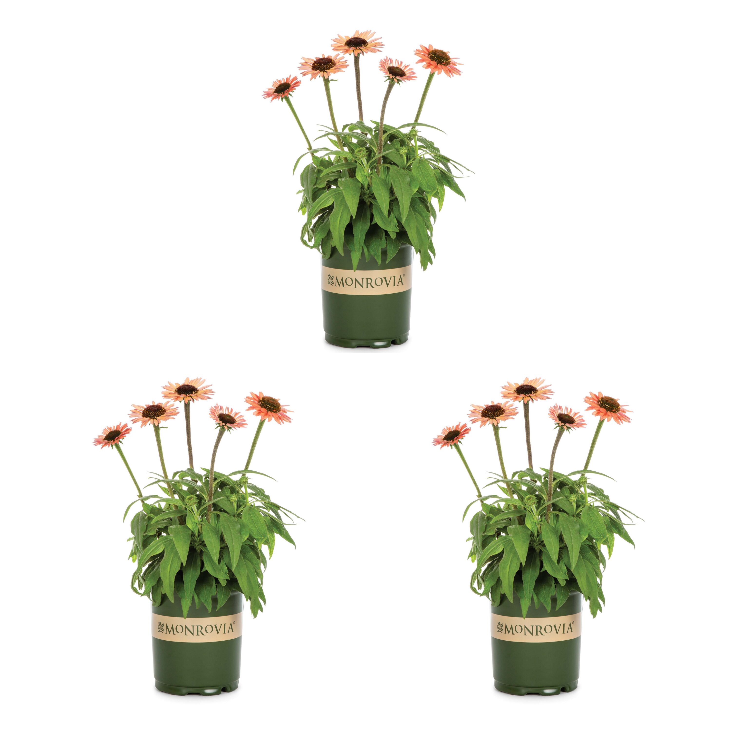 Monrovia Orange Coneflower Plant in 2.5-Quart Pot 3-Pack in the ...