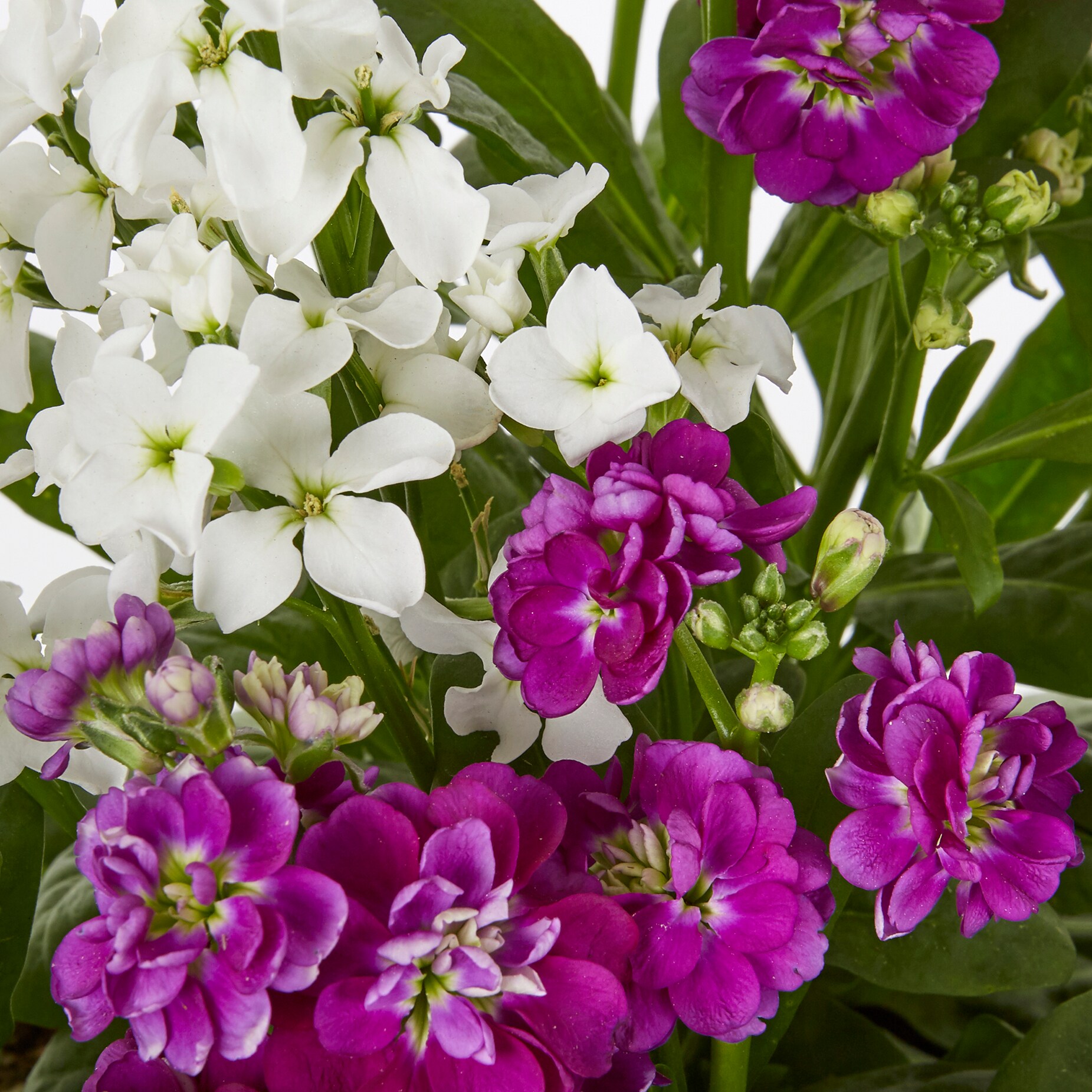 Lowe's NURSERY annuals - View #4
