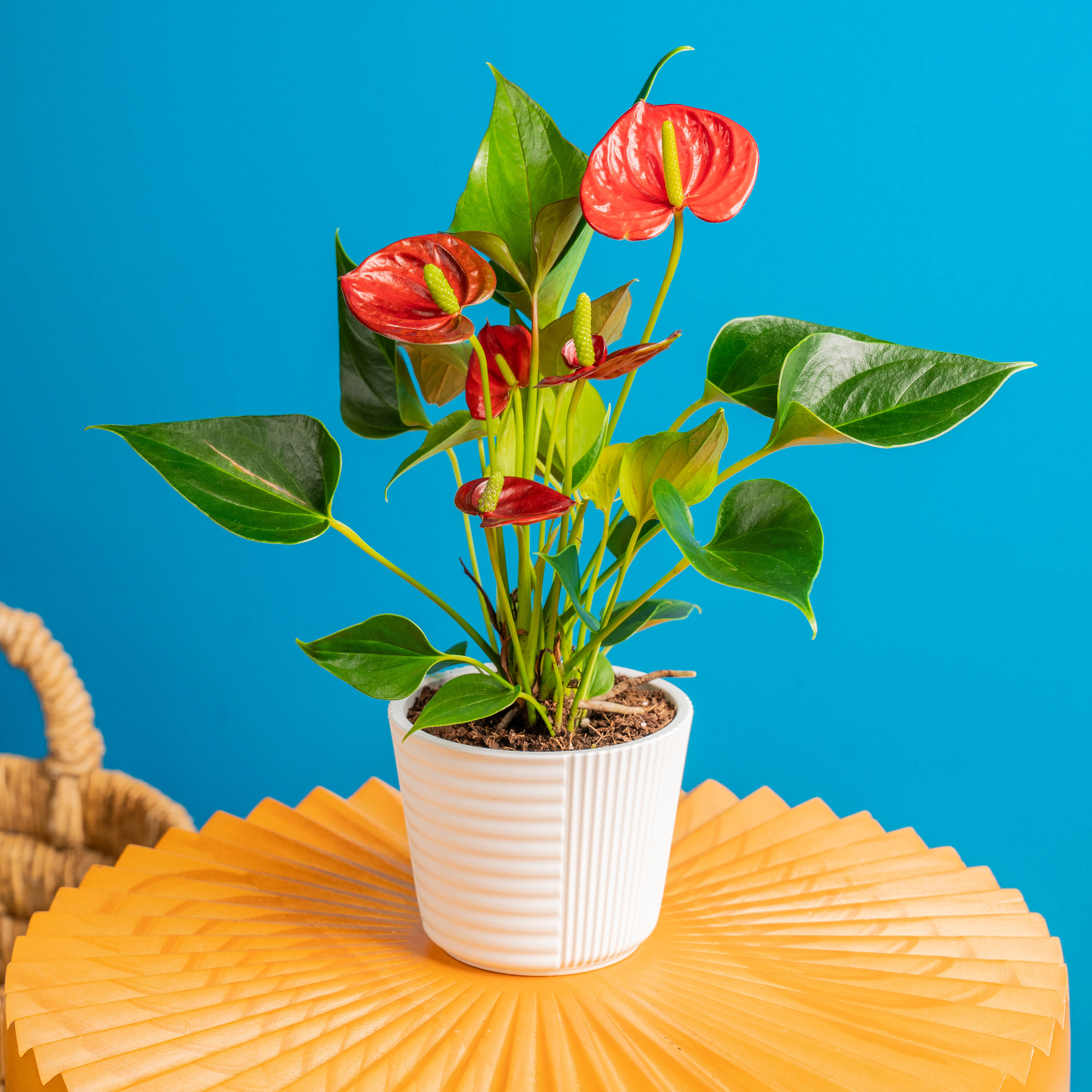 Holiday Living N/A hseplants - View #7