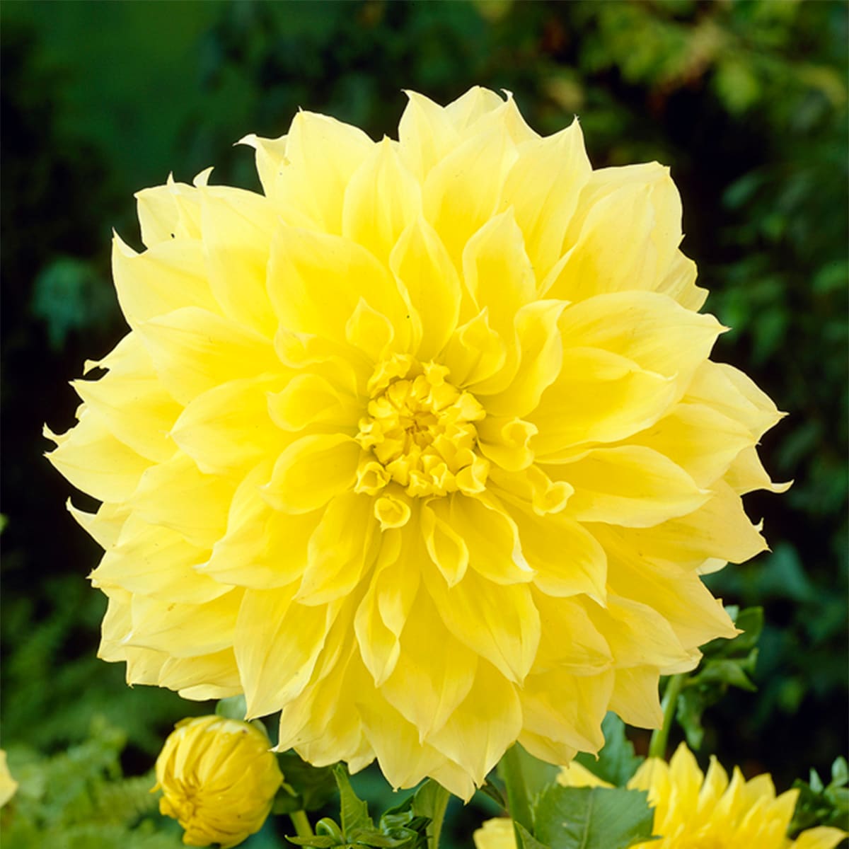 Van Zyverden 83428 Yellow Dahlias Kelvin Floodlight Bulbs 3 Count