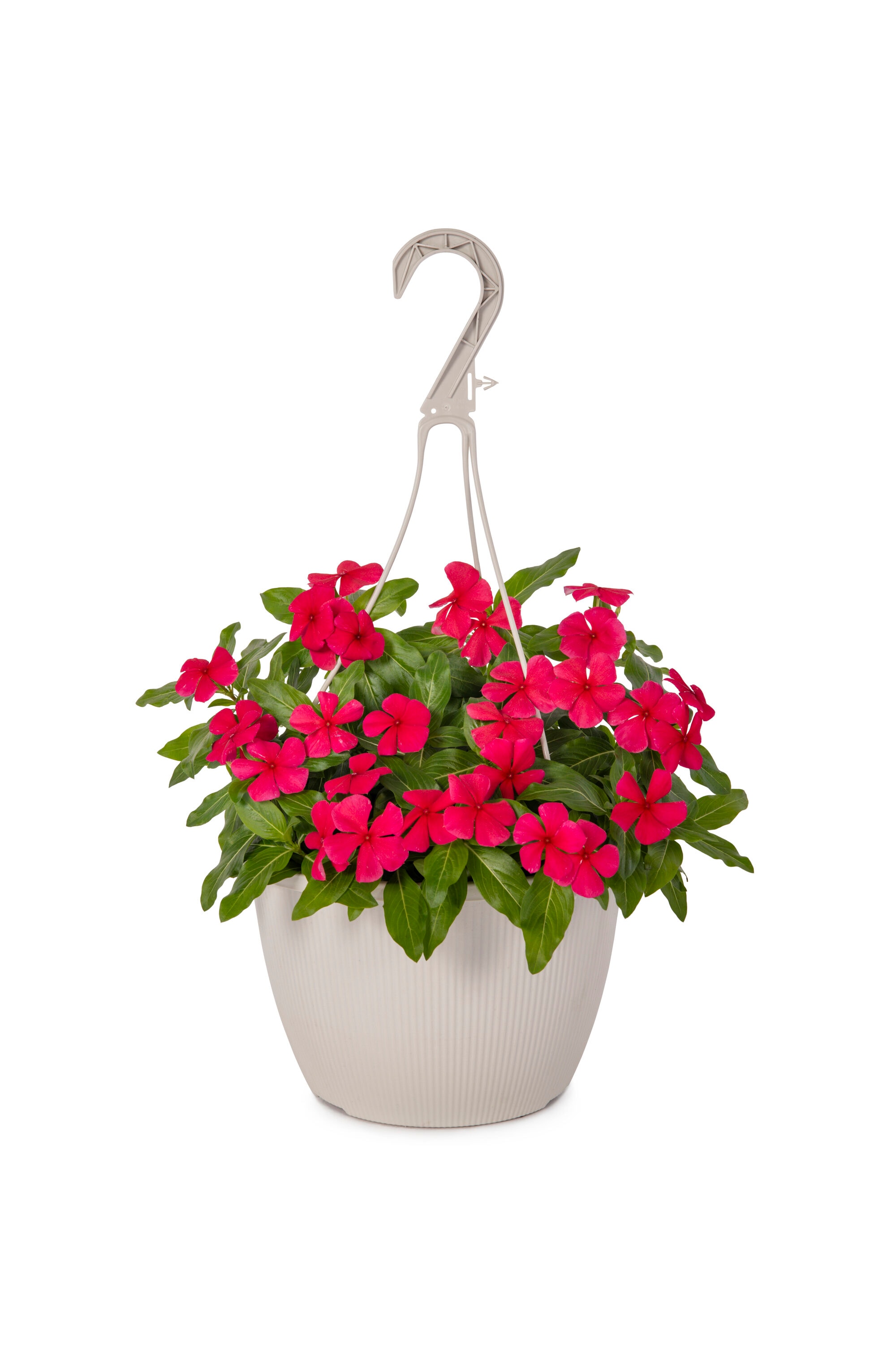 Lowe's NURSERY annuals - View #7