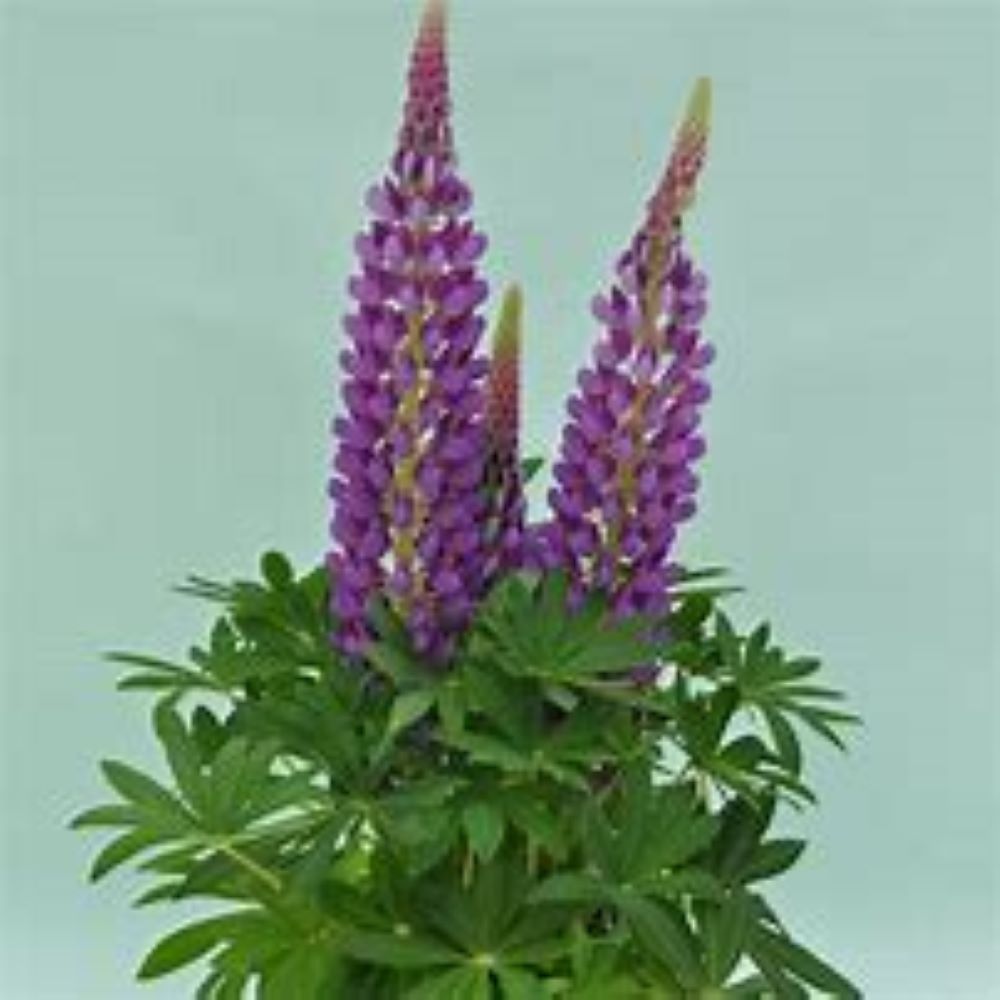 Lowe's NURSERY annuals - View #4