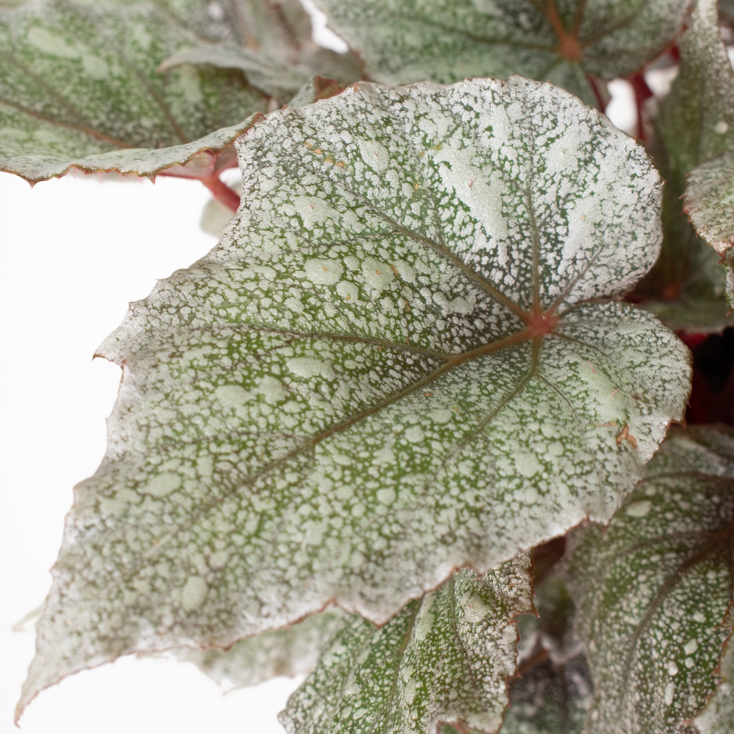 National Plant Network LW1744 Rex Begonia House plant in 6 Inch(es) Pot 1 -Pack