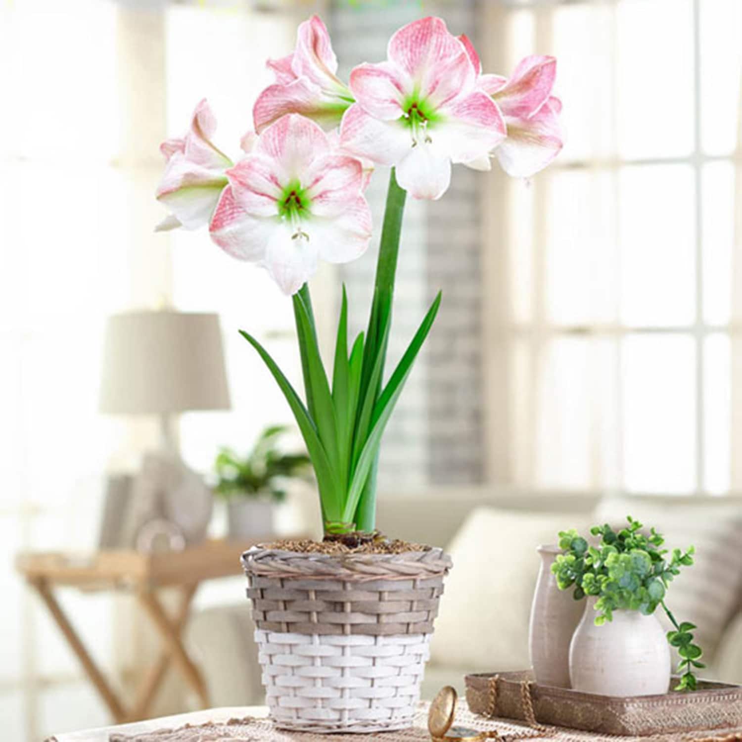 Breck's Mixed Amaryllis House Plant in 1-Pack Pot at Lowes.com