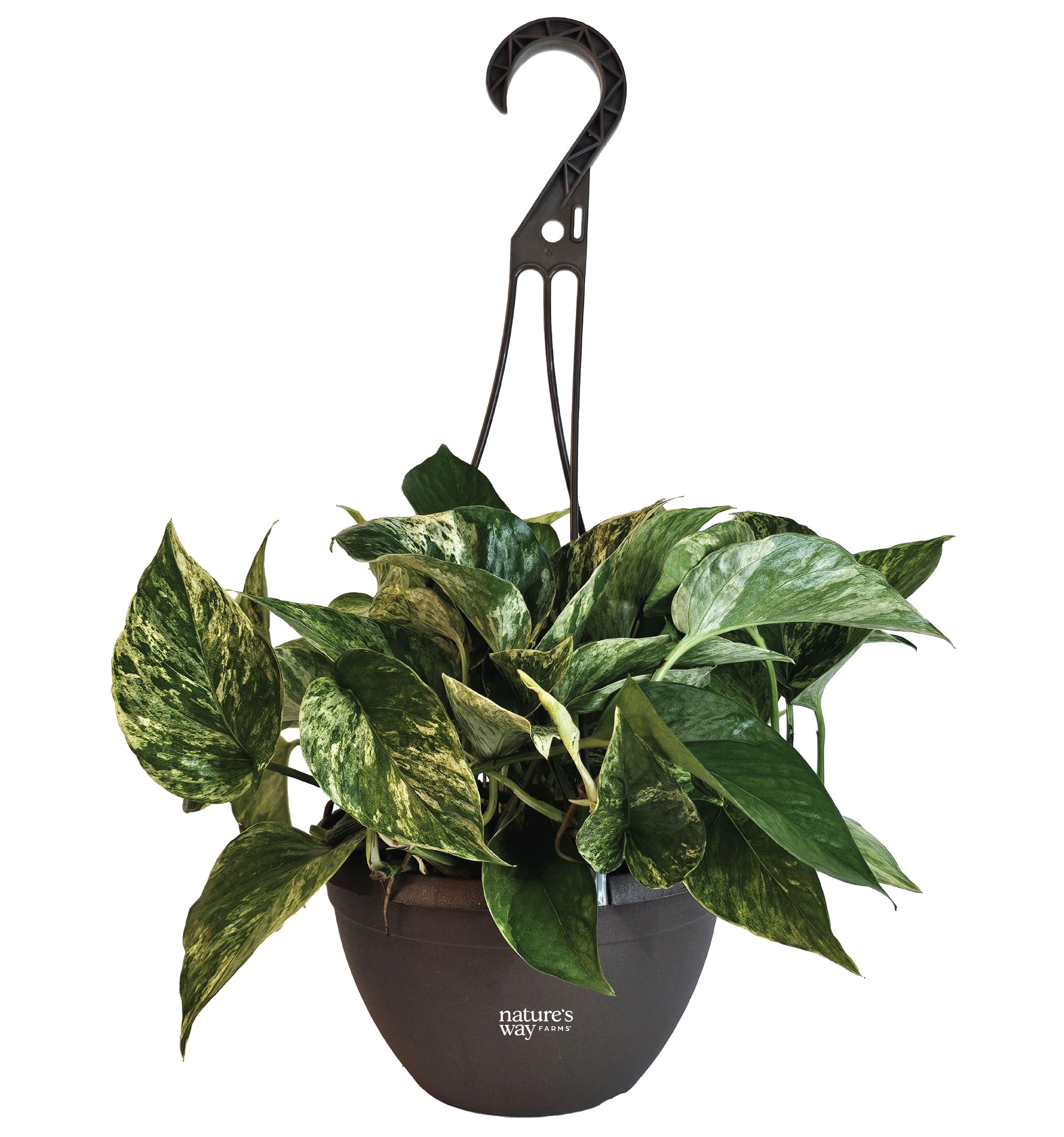 Nature's Way Farms Marble Queen Pothos House plant in 8 Inch(es) Hanging  basket 1 -Pack in the House Plants department at Lowes.com