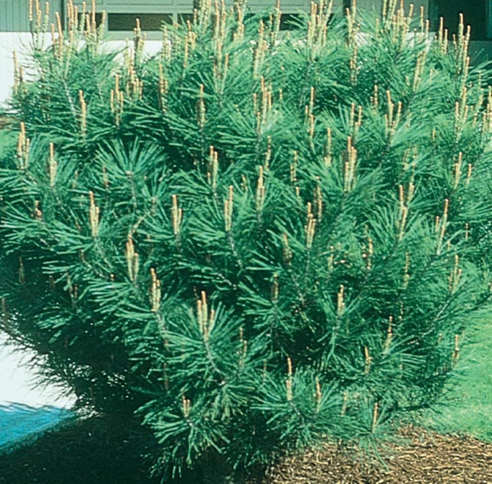 Lowe's NURSERY -Gallon Feature Tanyosho Pine In pot (with soil)