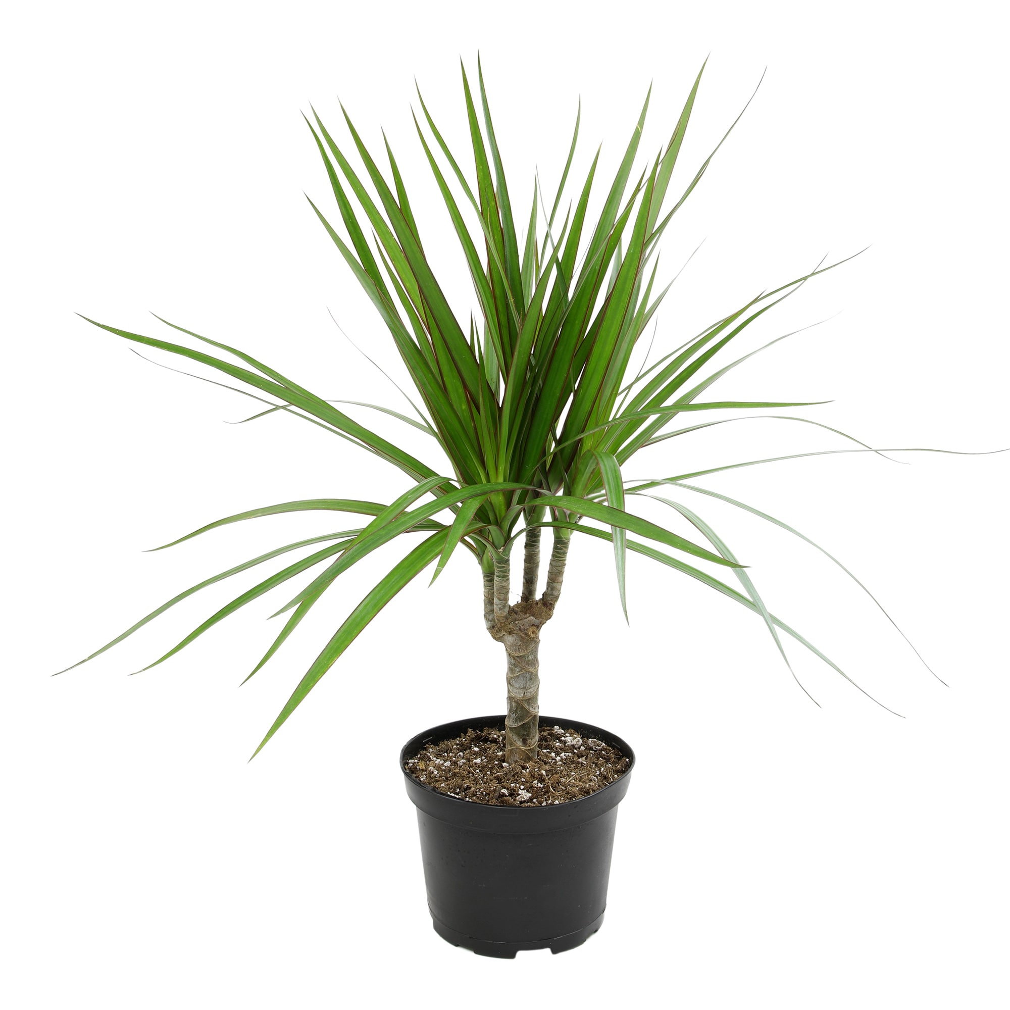 Altman Plants 0881590 Dracaena Dragon Tree House plant in 6 Inch(es) Planter 1.0 -Pack