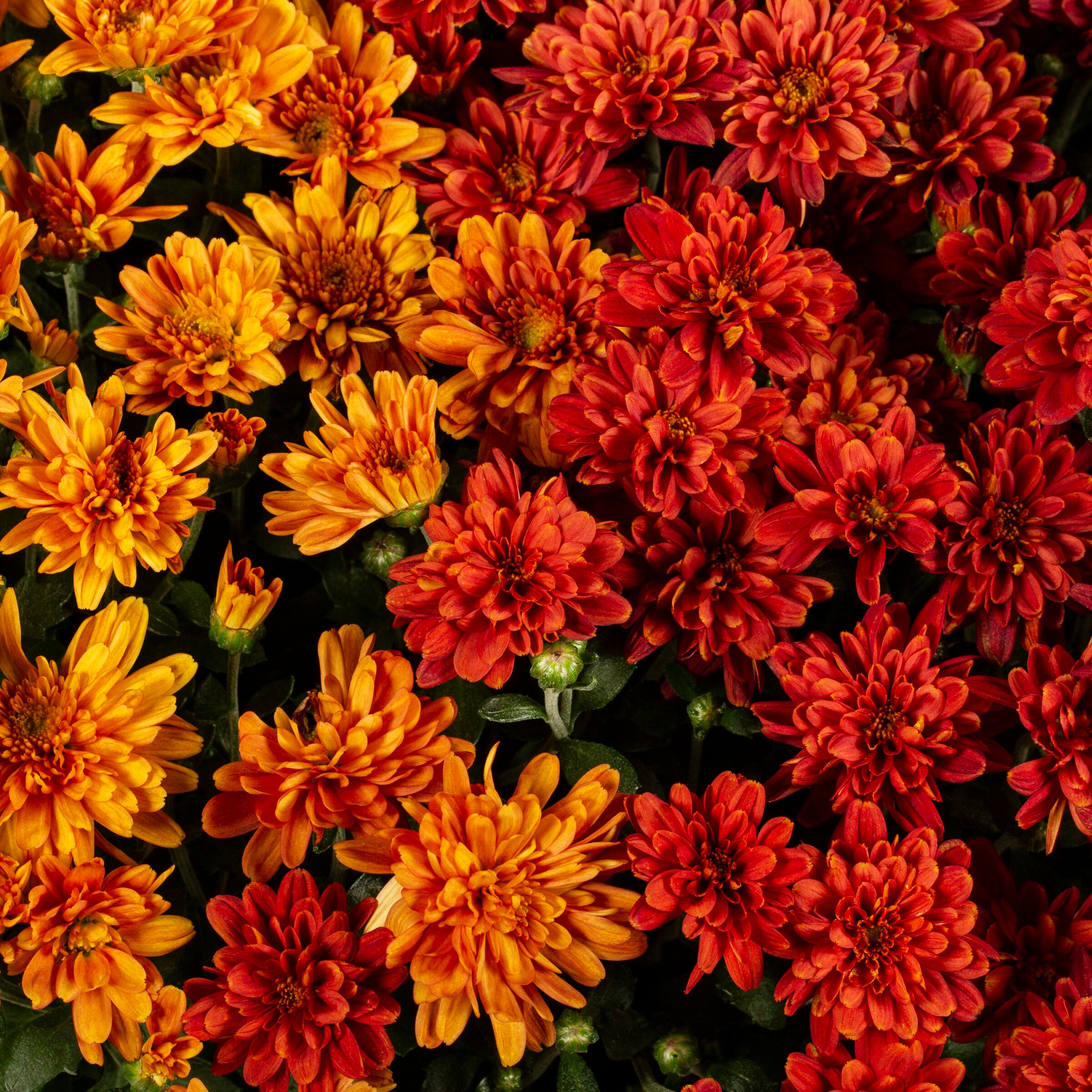 Lowe's Multicolor Mum in 2.5-Gallon Planter at Lowes.com