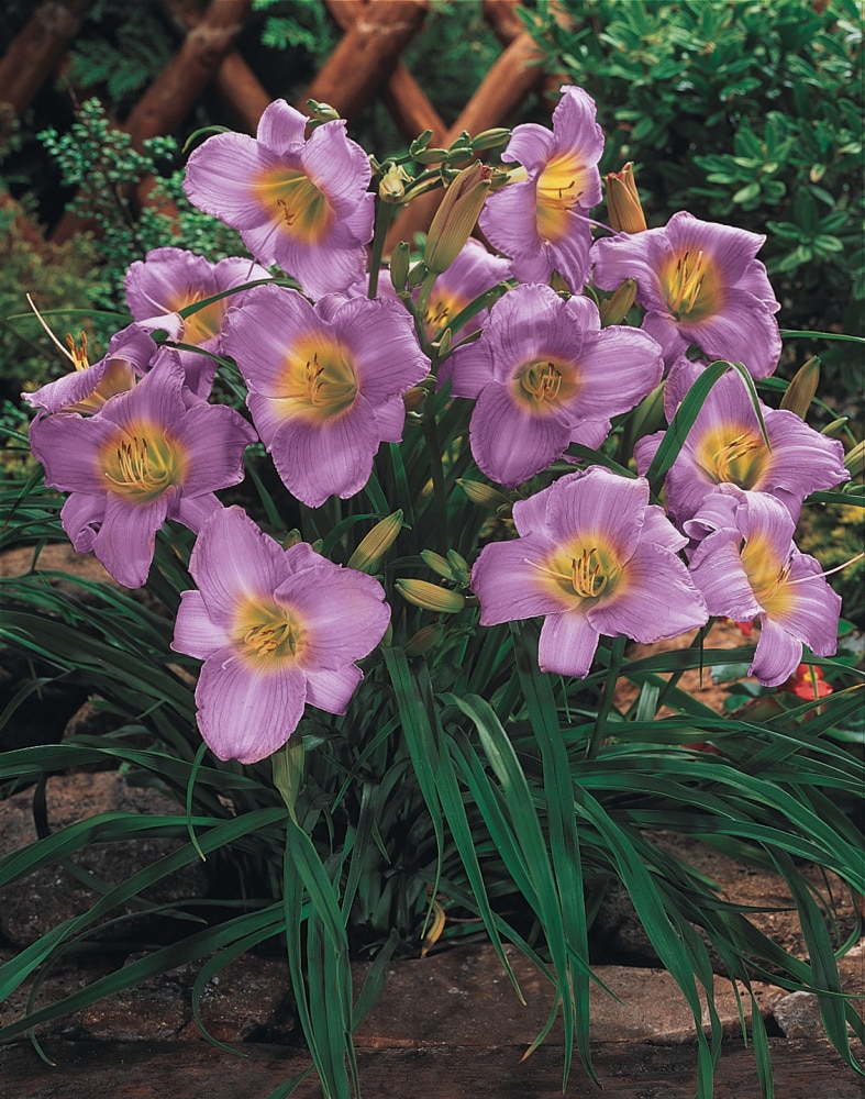 Spring Hill Nurseries 30100 perennials - View #4