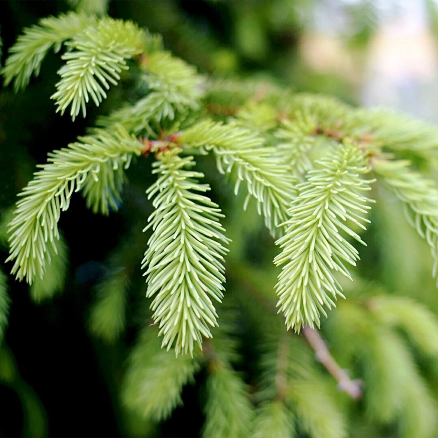 Spring Hill Nurseries Black Hills Spruce Accent Shrub in 1 Pack(s) Bare ...