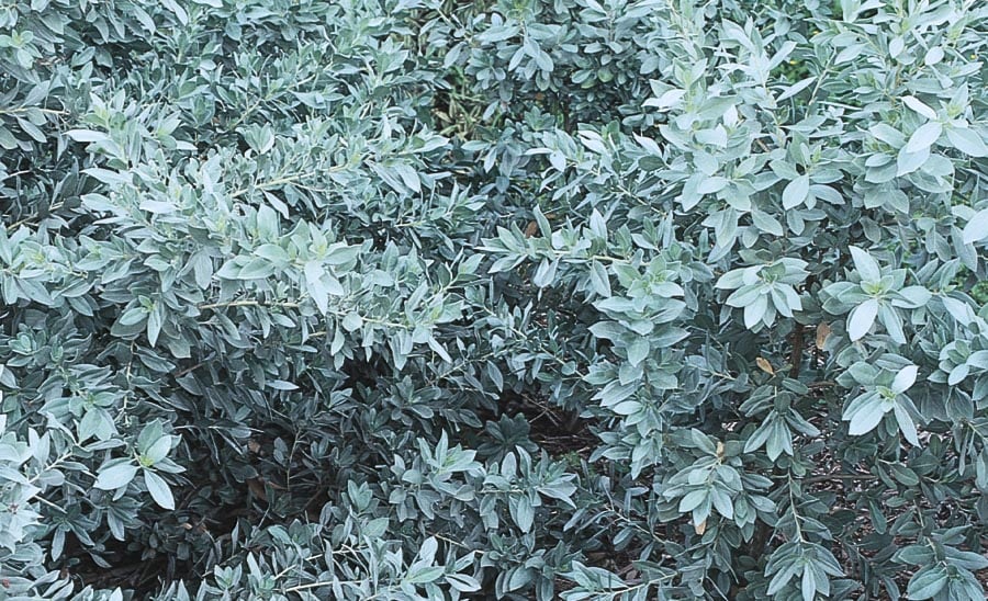 Lowe's NURSERY Silver Buttonwood Accent Shrub in In pot (with soil) Insignificant