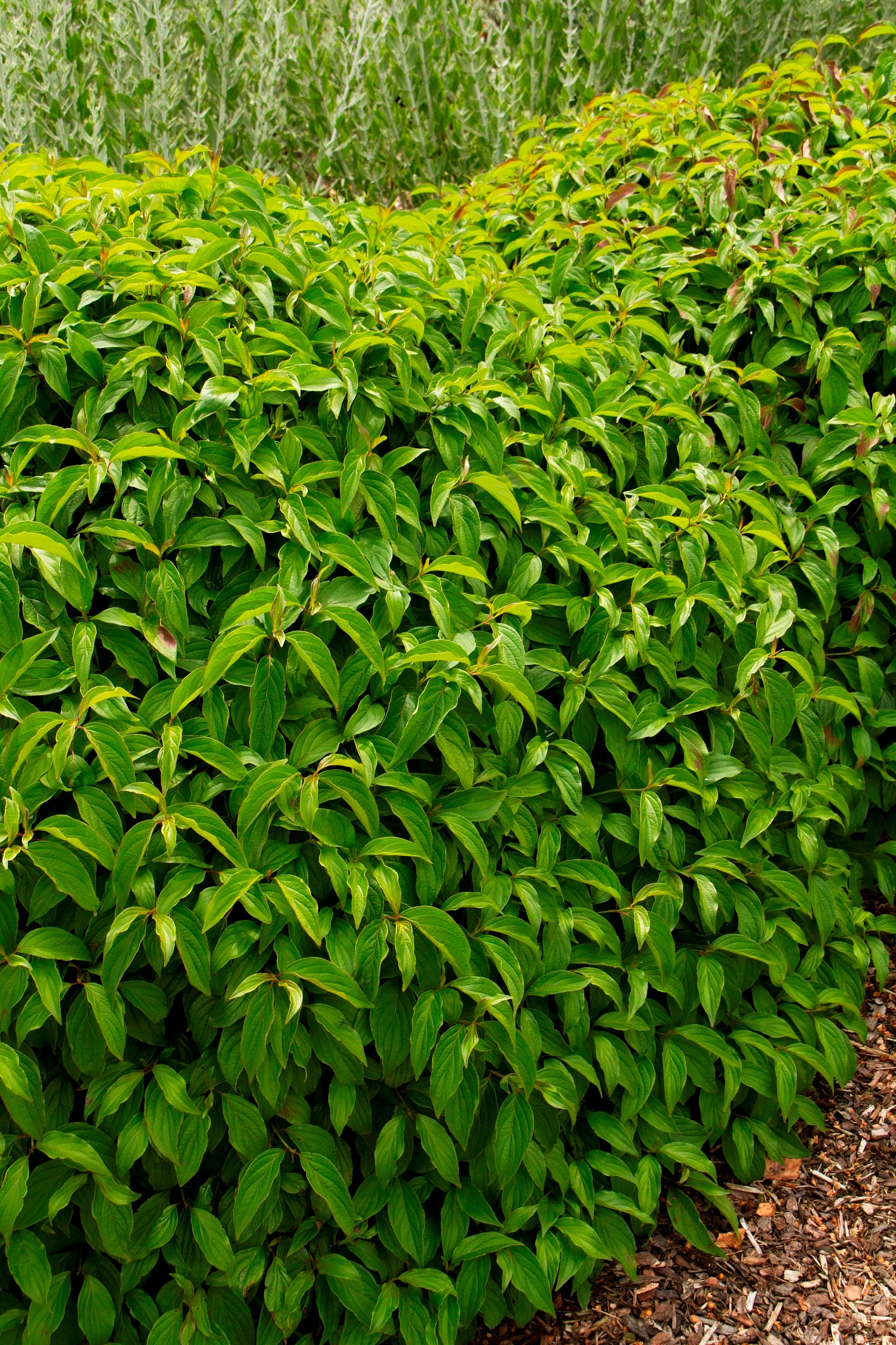 Monrovia 044705 shrubs - View #2