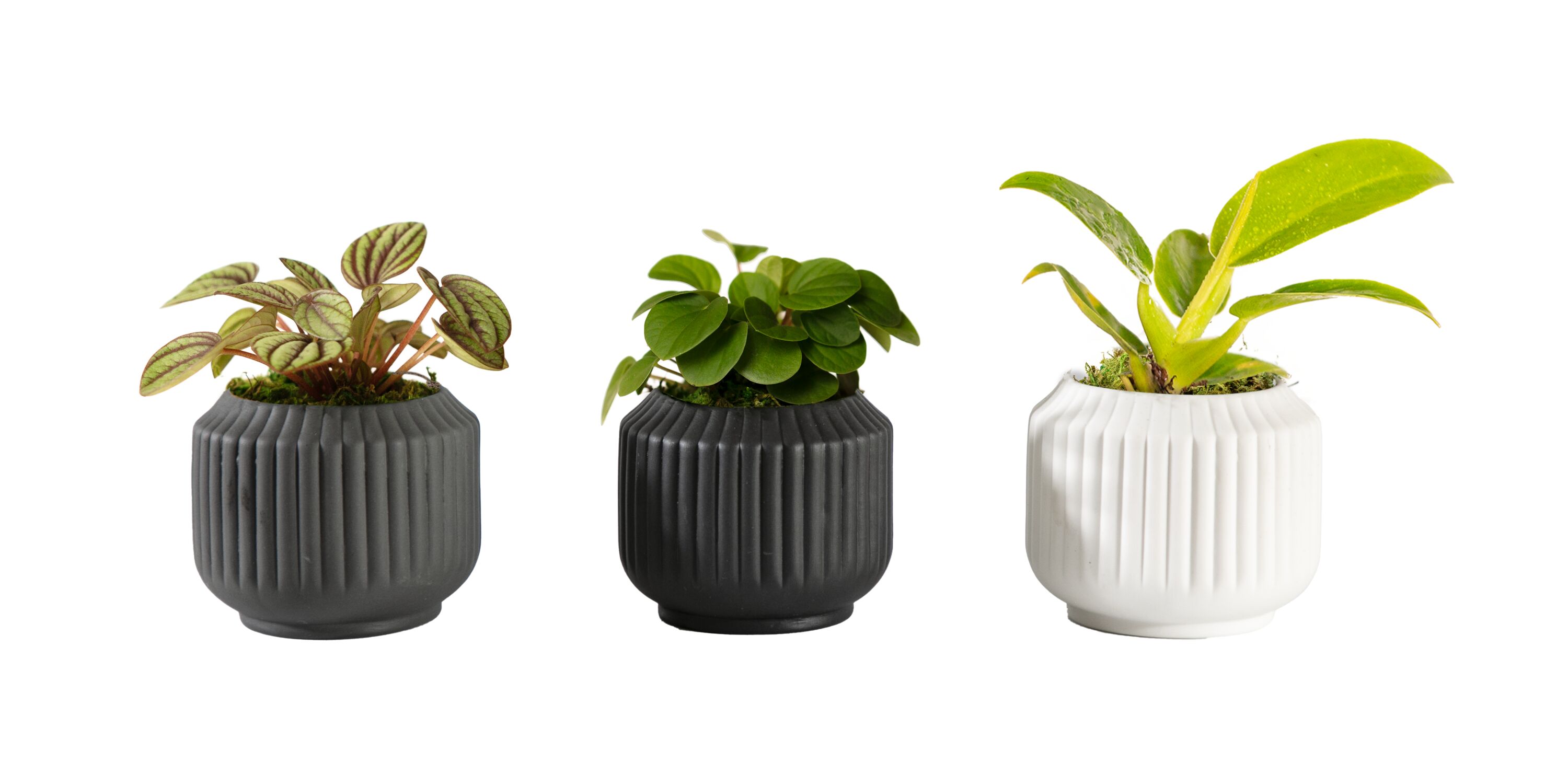 LiveTrends ASB06052 PRIME LINES - Assorted Foliage House plant in Ounce(s) Pot 1.0 -Pack