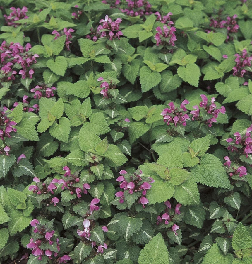 Spotted Dead Nettle Pink Plants, Bulbs & Seeds at Lowes.com