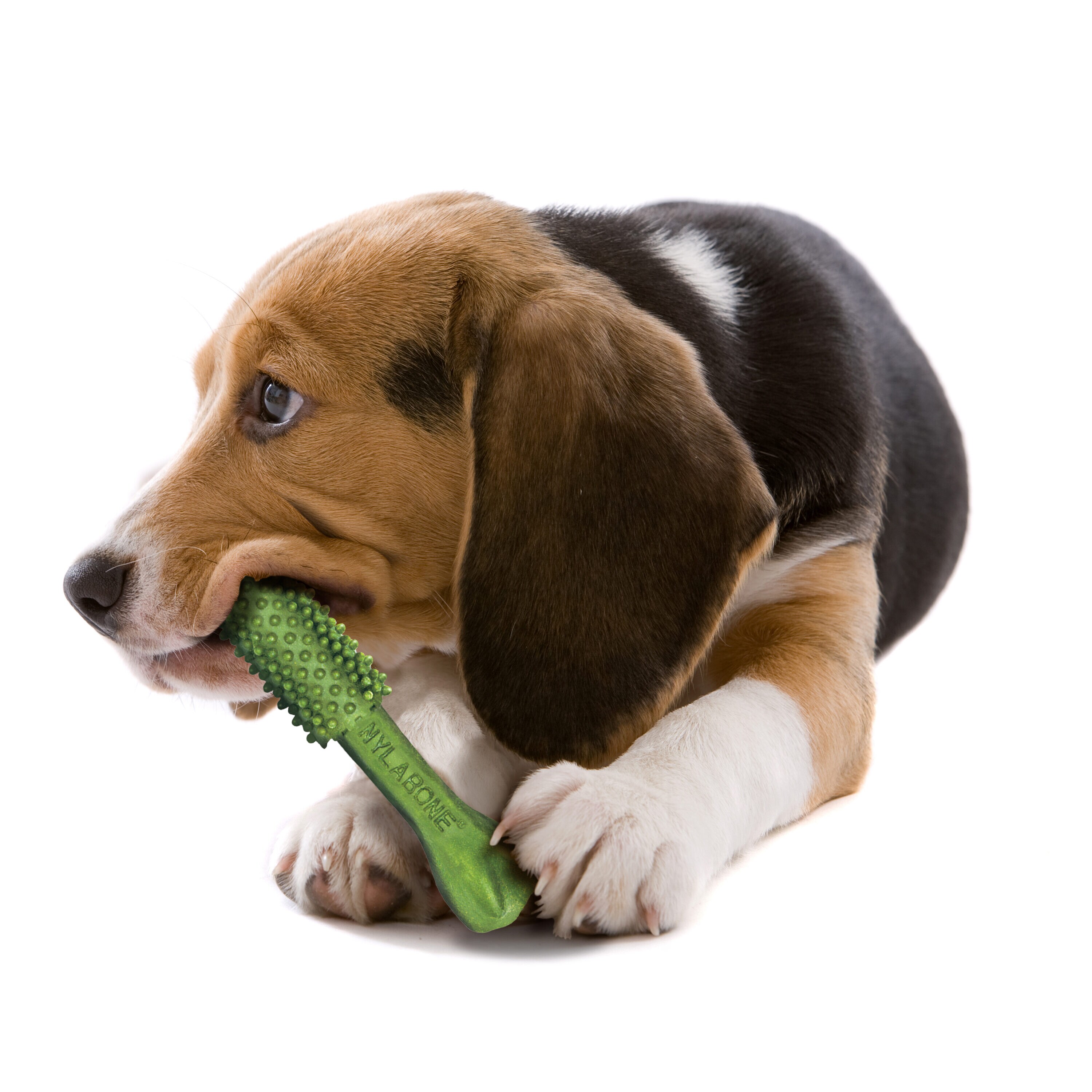 are nylabone nutri dent safe for dogs