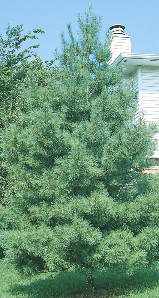 NURSERY 7.15-Gallon Screening Tree Eastern White Pine In Pot (With Soil)