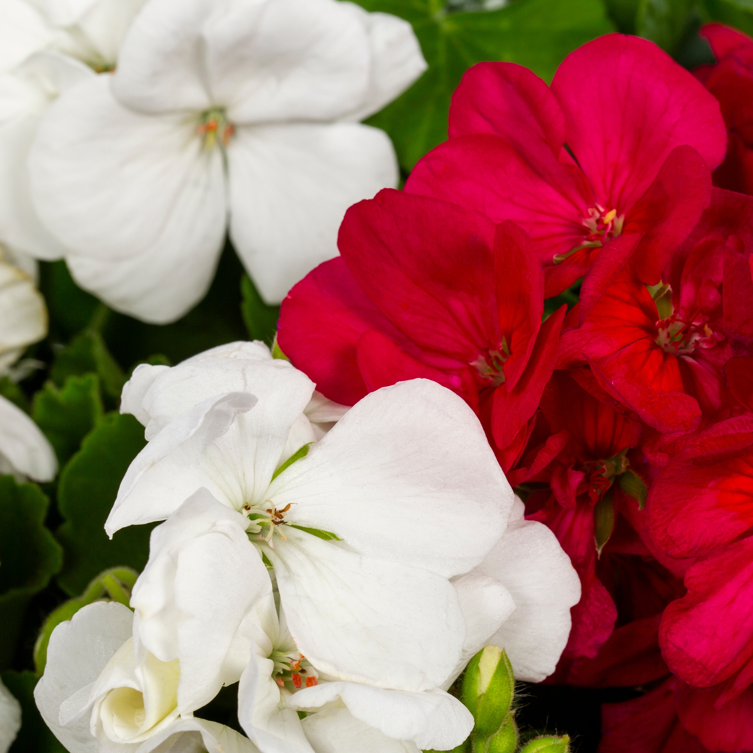 Lowe's 219151 annuals - View #4