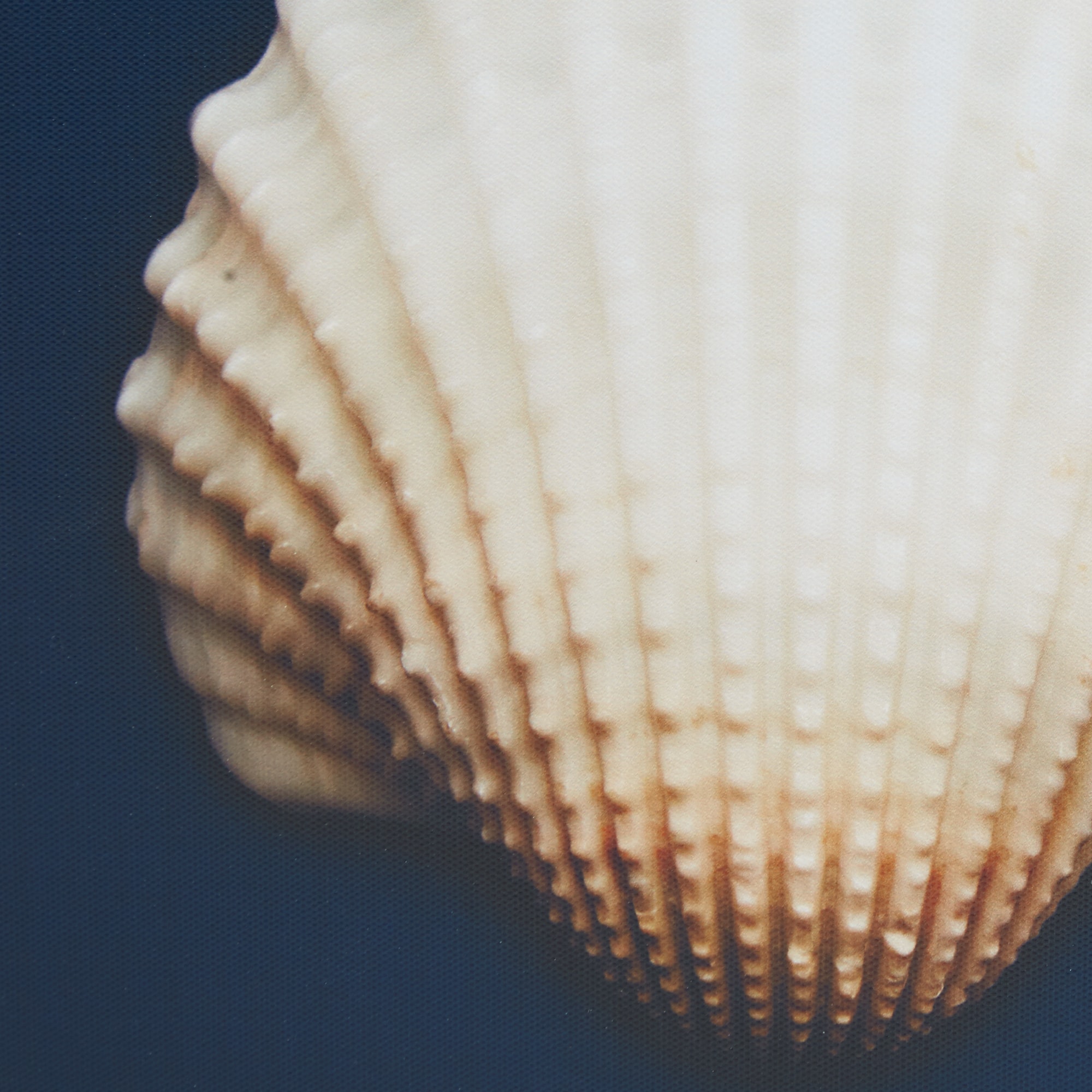 Navy Blue Coastal Seashells Framed Canvas Set of 4