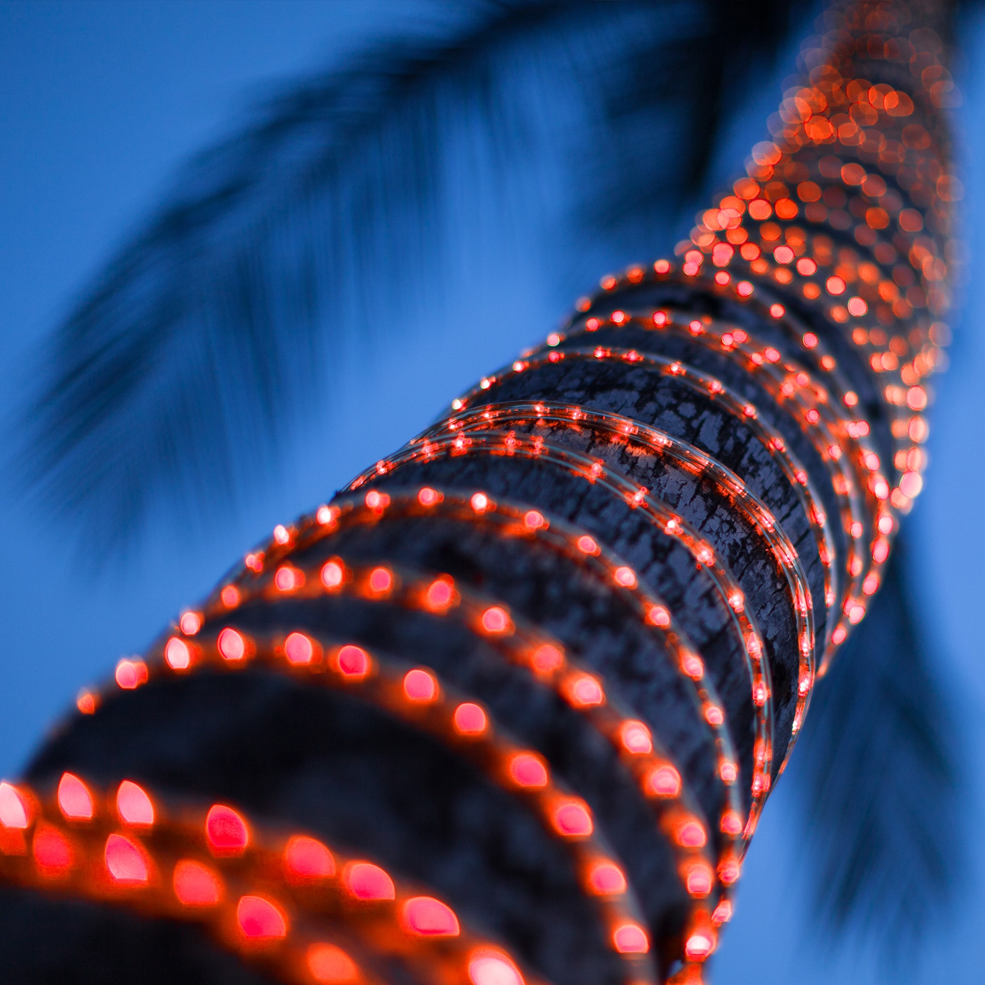 Wintergreen Lighting 73667 Christmas-Rope-Lights - View #6