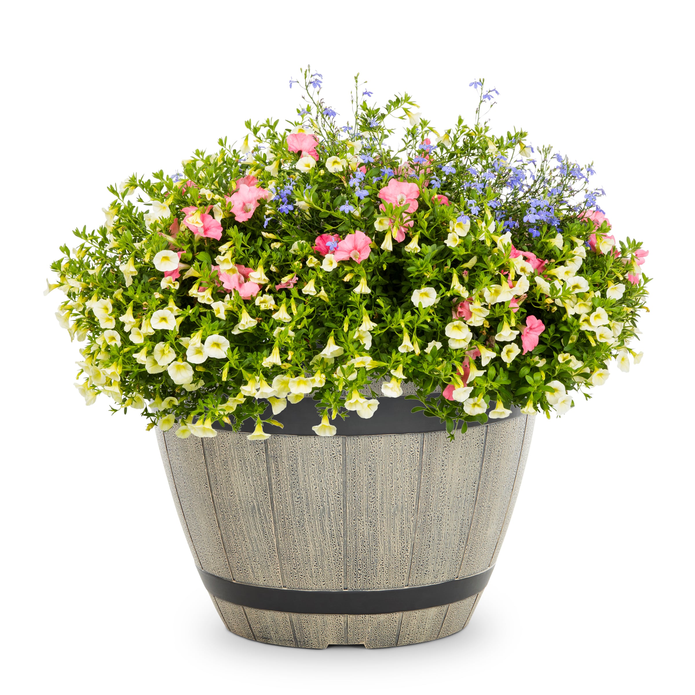 Lowe's NURSERY Multicolor Bahama Beach in 2.5 Gallon(s) Planter