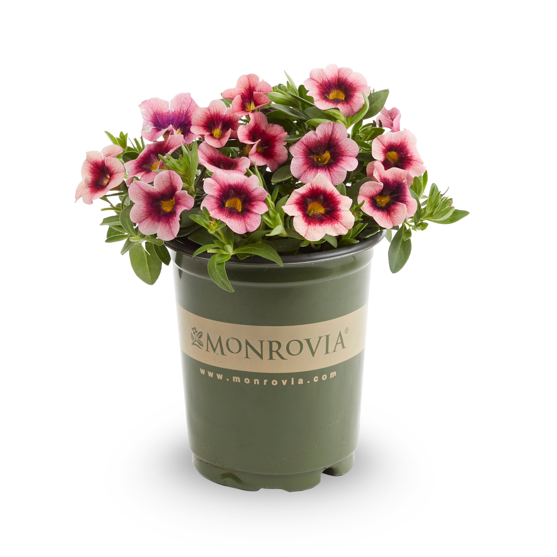 Monrovia 221614 annuals - View #7