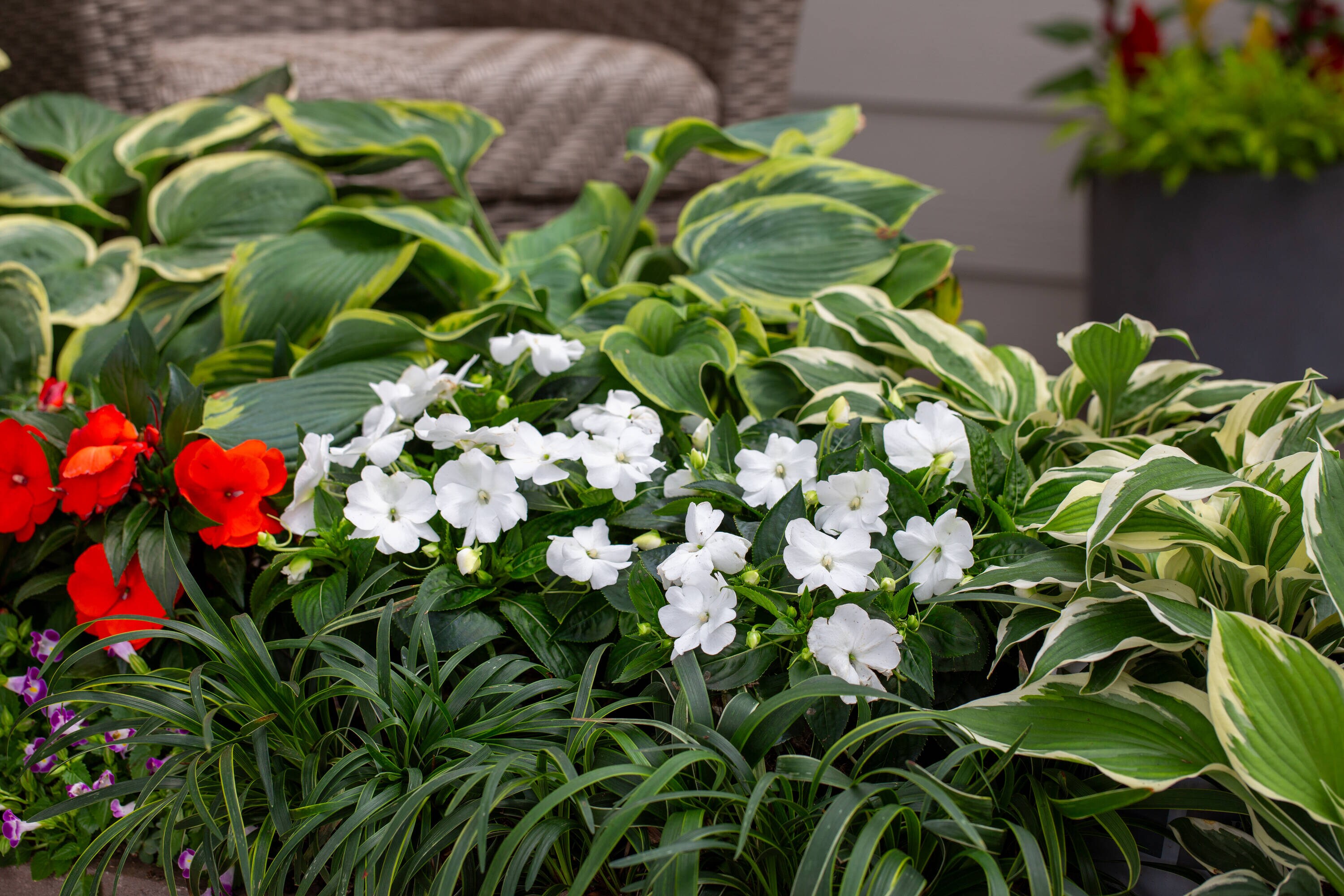 Monrovia 79181 annuals - View #3