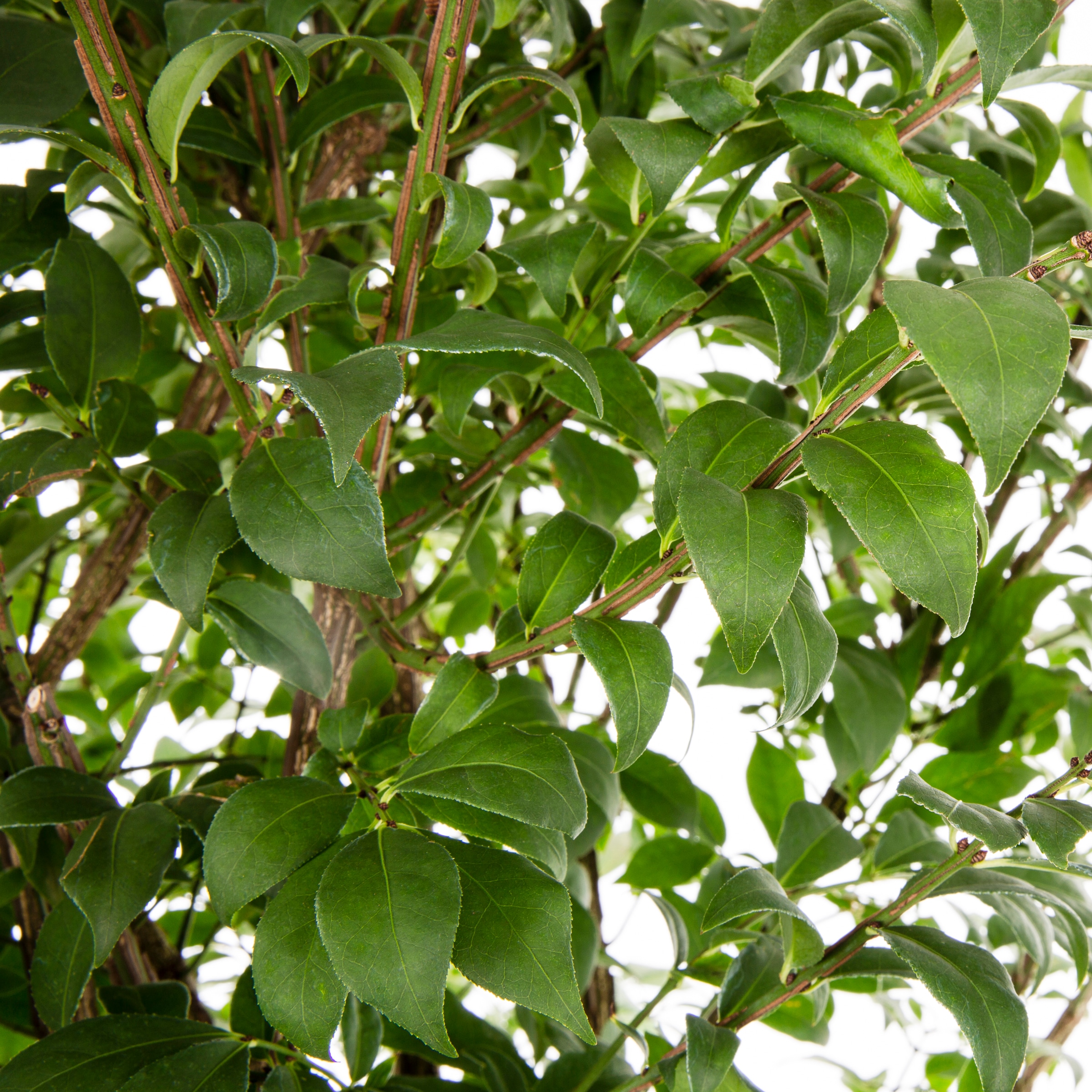 Monrovia 033605 shrubs - View #2