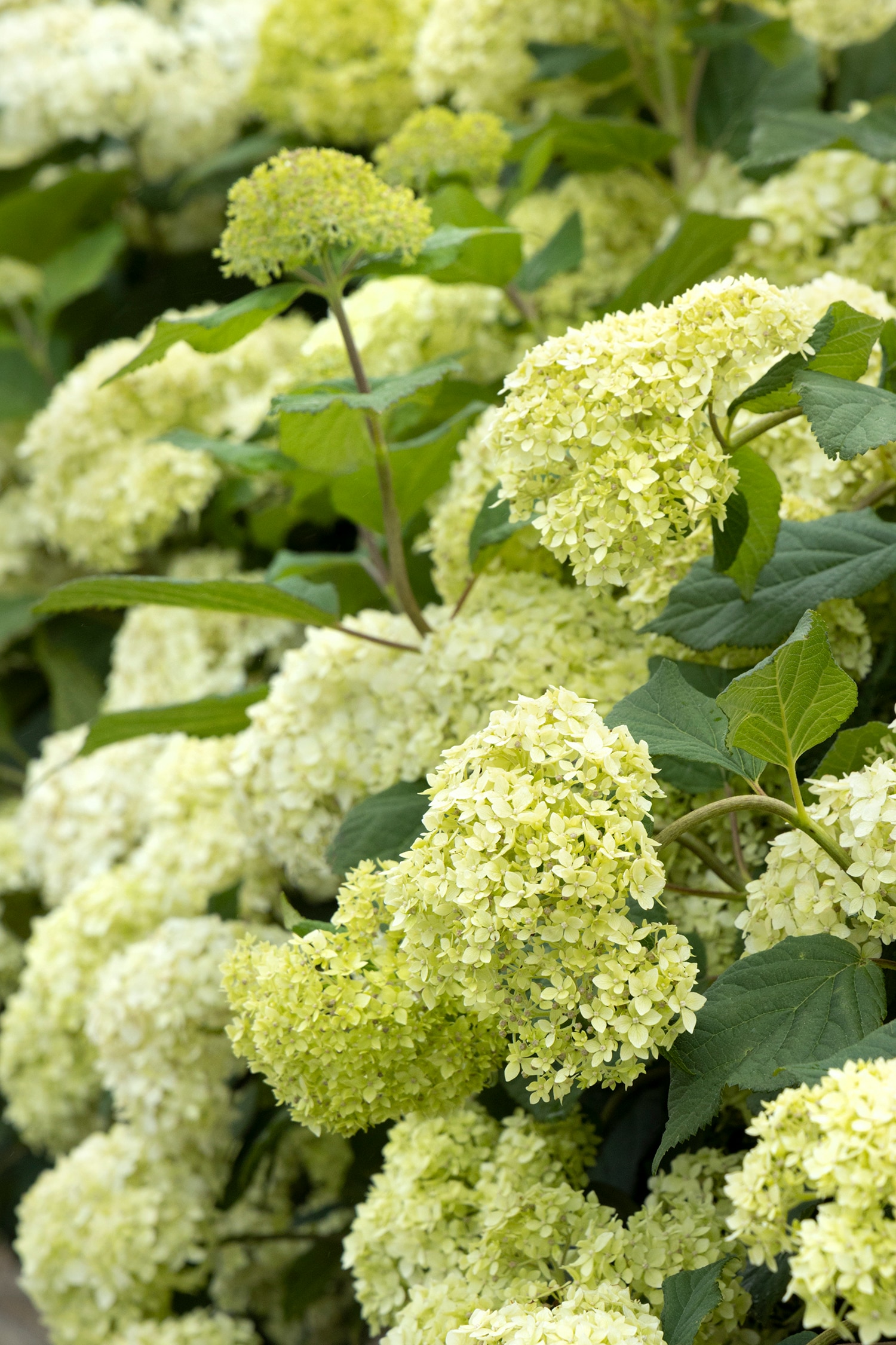 Monrovia White Seaside Serenade Bar Harbor Hydrangea Flowering Shrub in ...