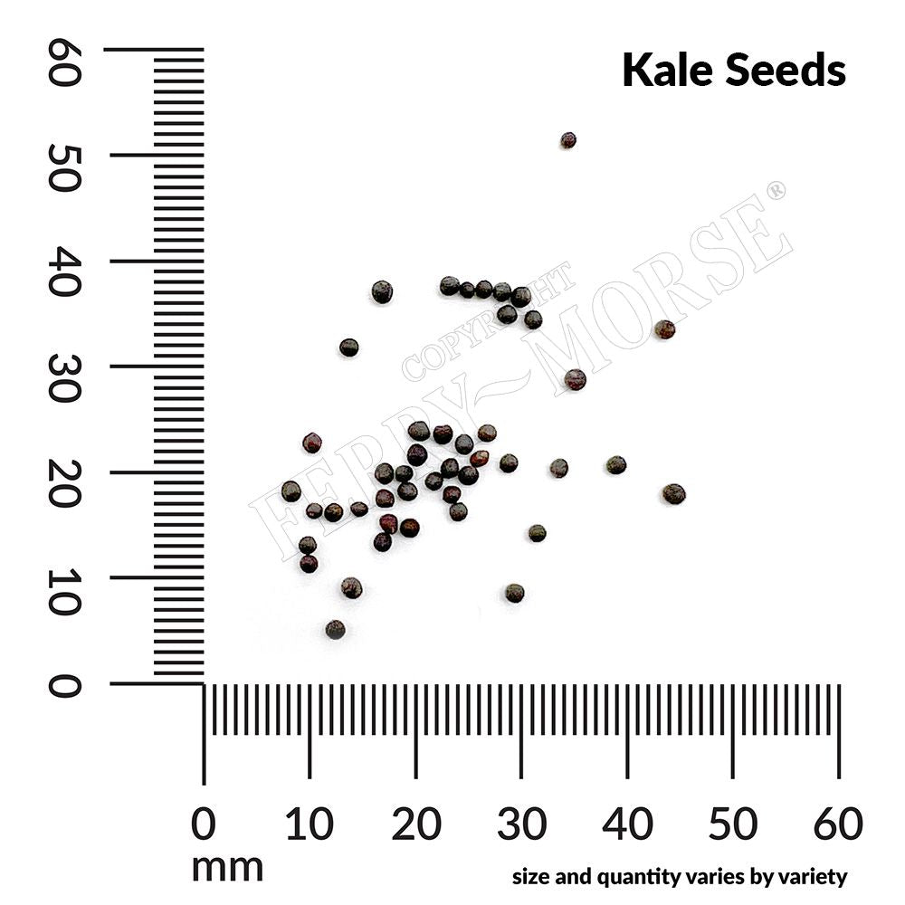 Ferry-Morse 643852.299.0823 Vegetable-Herb-Seeds - View #4