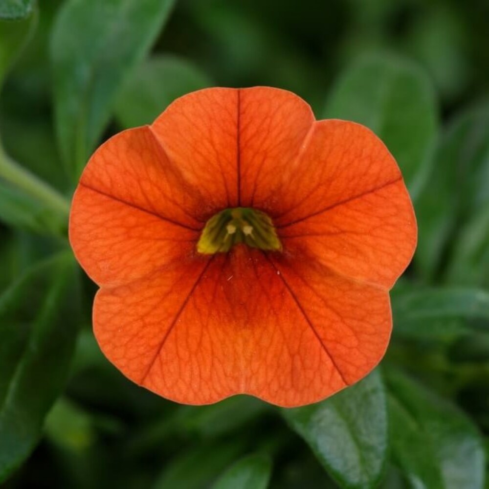 Lowe's NURSERY annuals - View #3