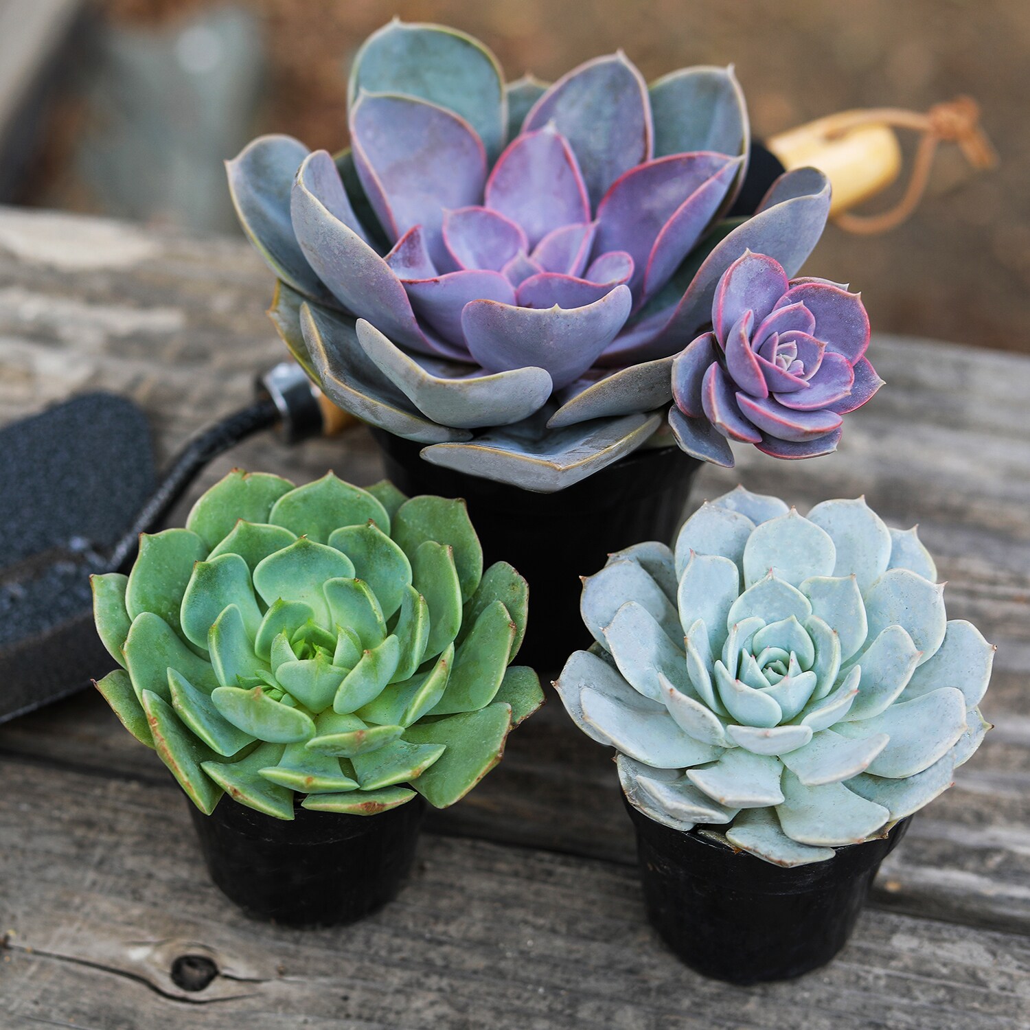 Altman Plants 0881005 Cacti-Succulents - View #8