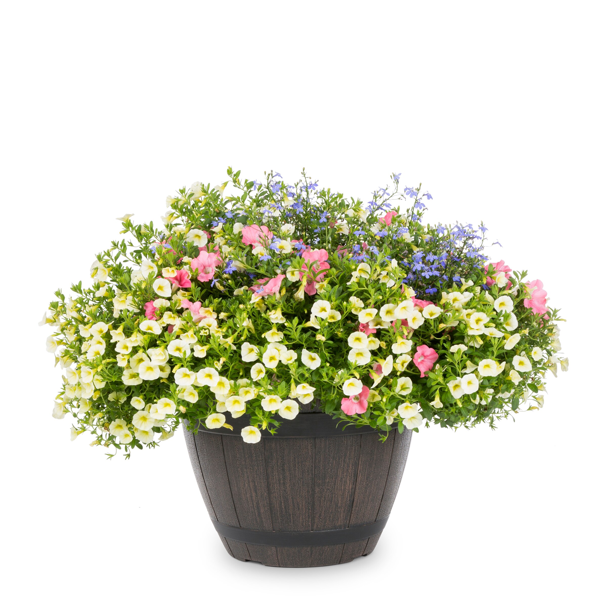 Proven Winners Multicolor Bermuda Skies in 5-Gallons Planter in the ...