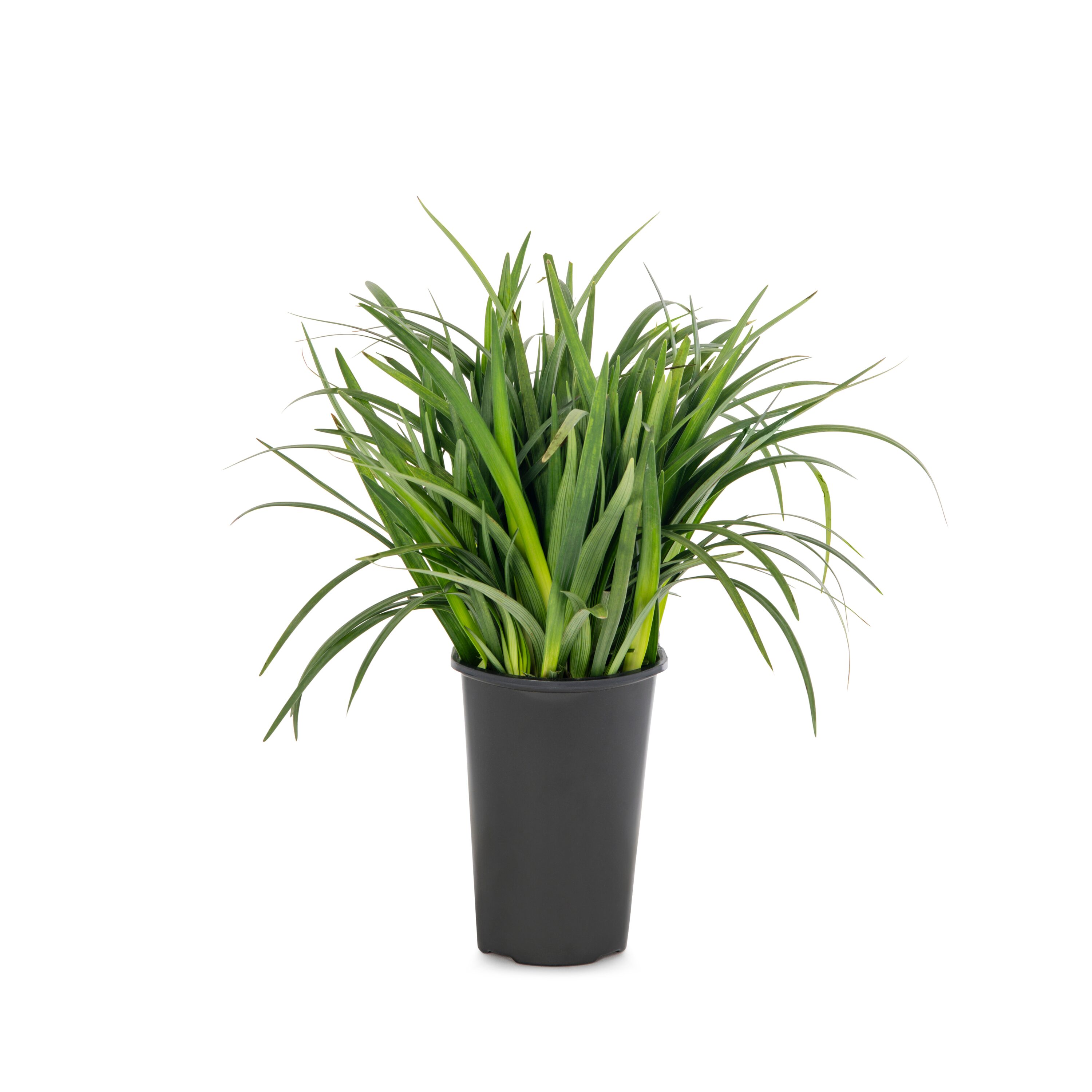 Lowe's 5751552 Purple Muscari Liriope Plant in 2 -Quart Pot 1 -Pack