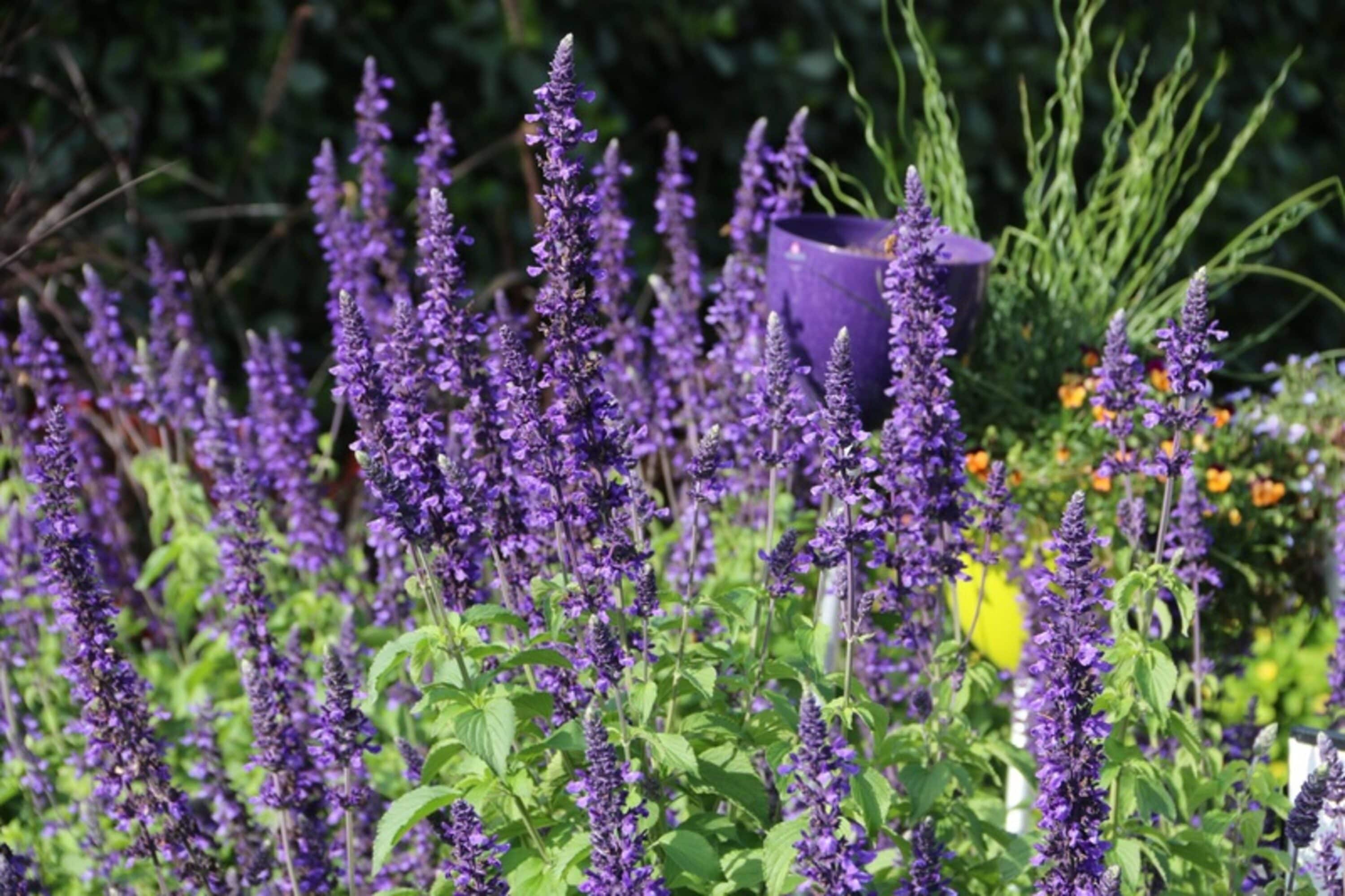 Lowe's 40896 perennials - View #4