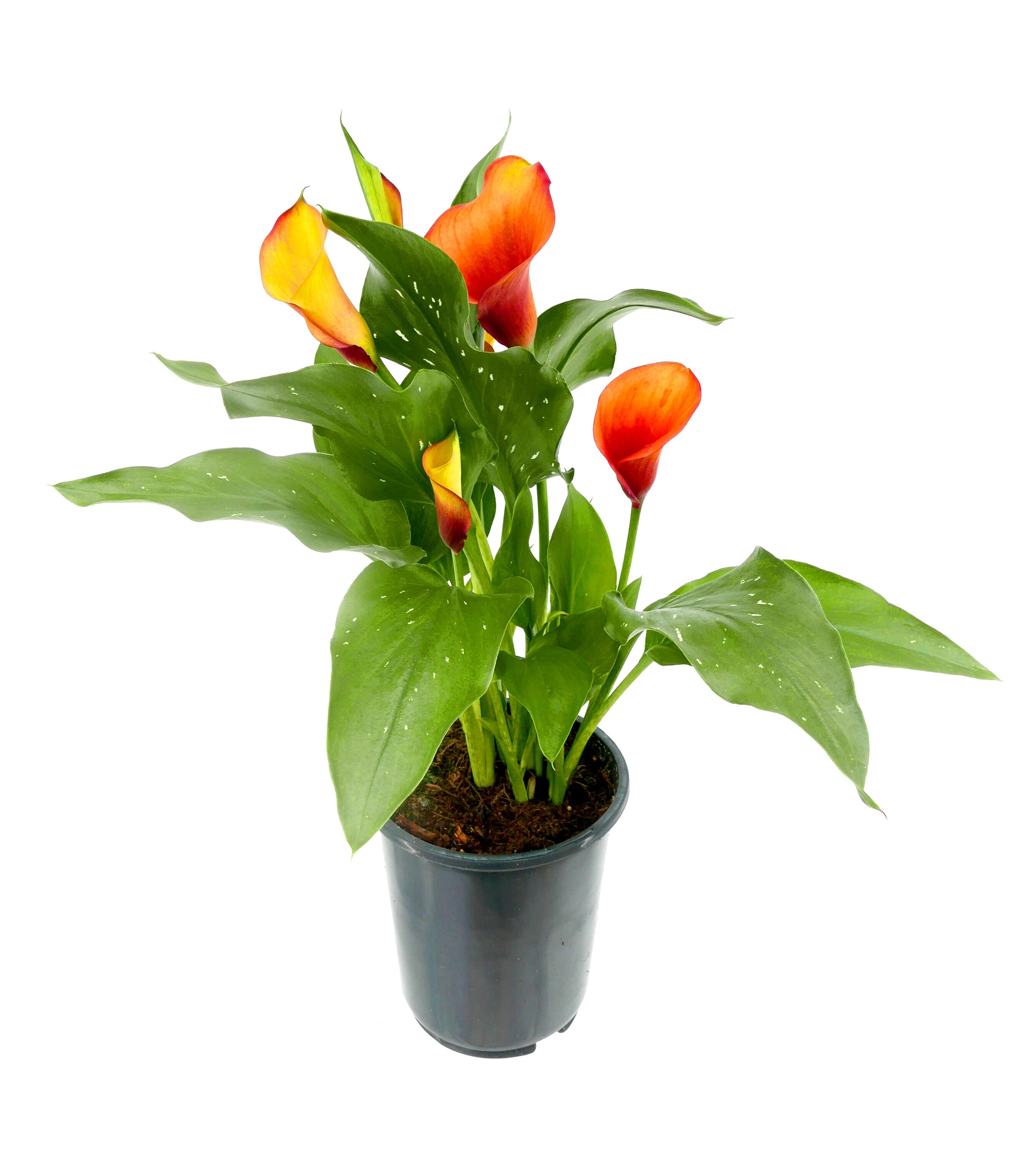  2452 perennials - View #2