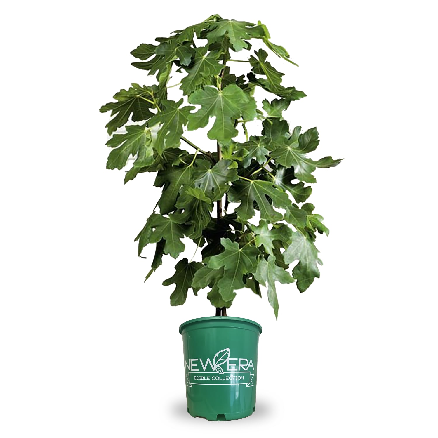 Lowe's 950505 1 -Pack Fig Plant in Pot