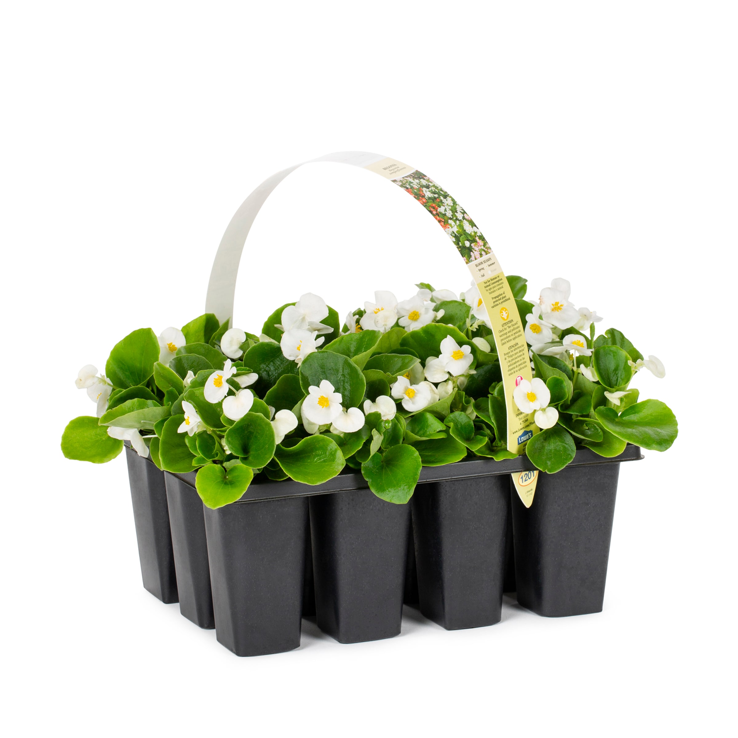 Wax Flower White Hybrid - Potomac Floral Wholesale