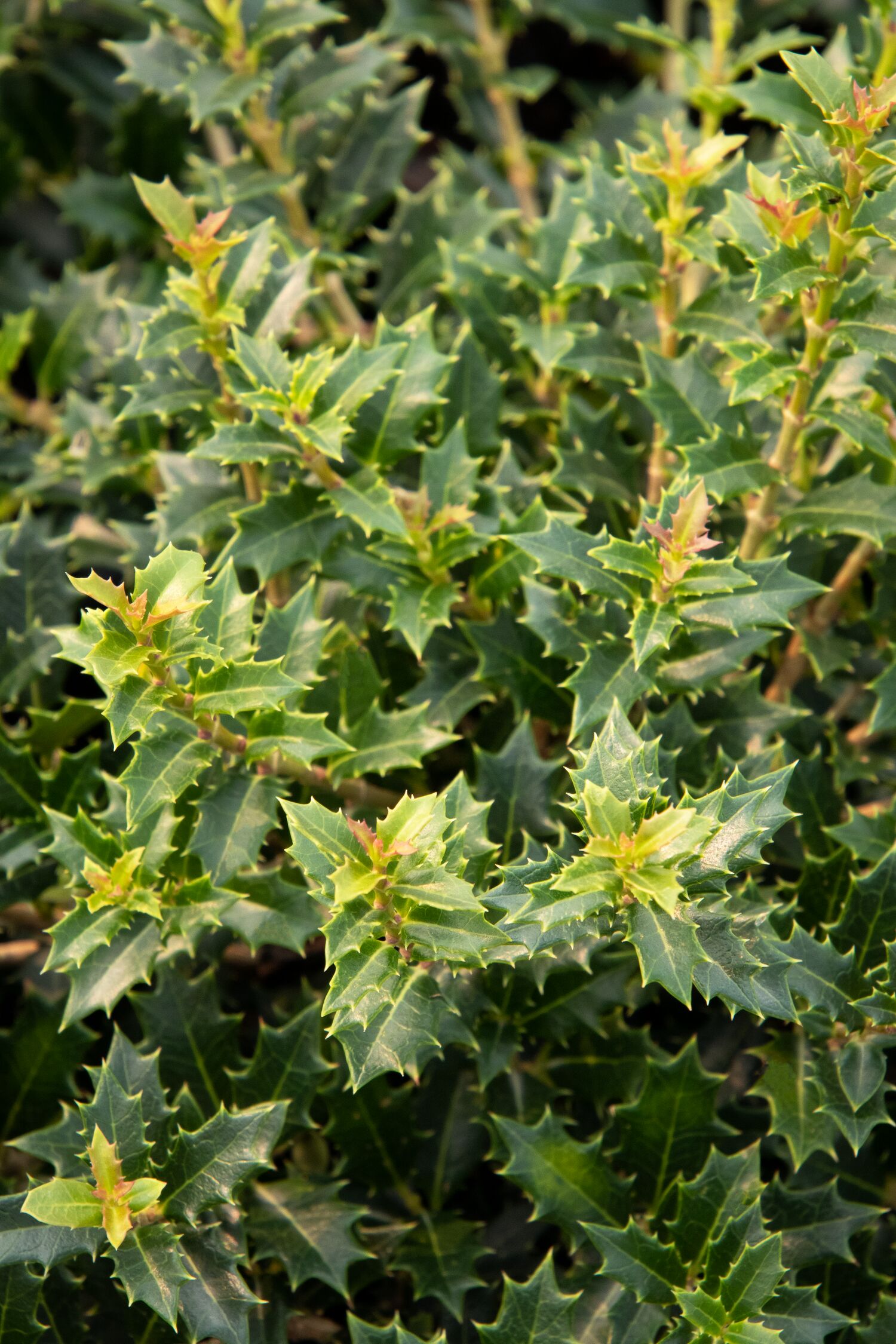 Monrovia White Crownshine Osmanthus Foundation/Hedge Shrub