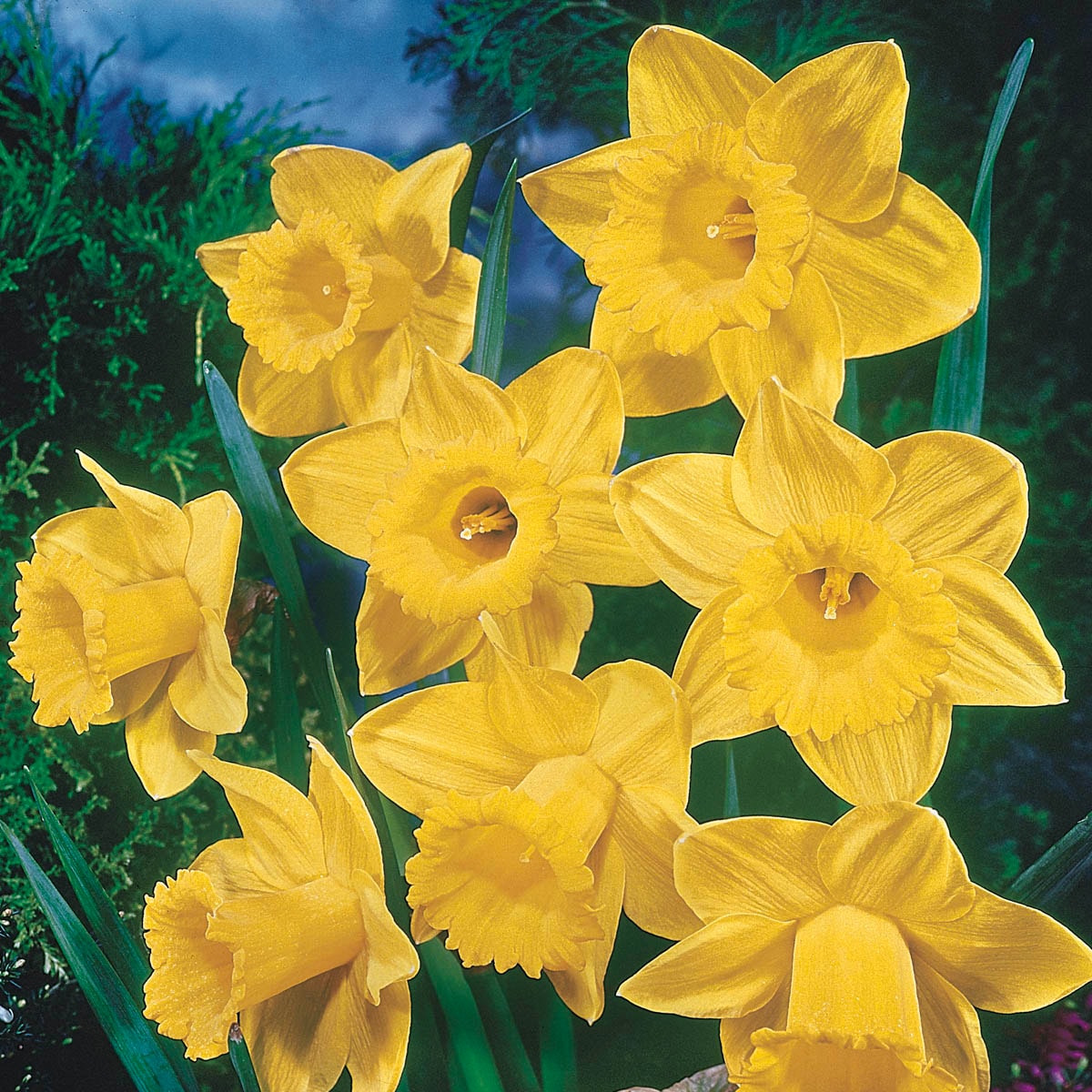 Breck's Yellow King Alfred Daffodil Bulbs Bagged 100-Pack in the Plant  Bulbs department at