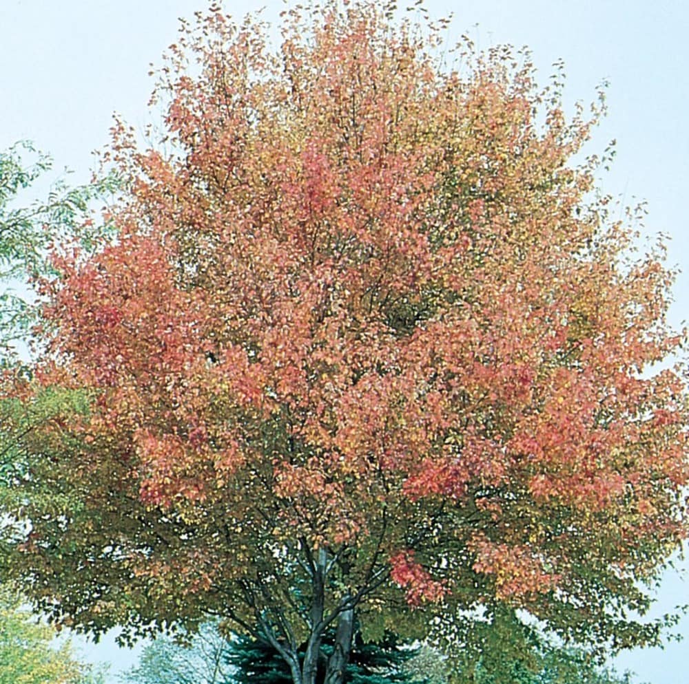  NURSERY 12.7 -Gallon Shade Northwood Red Maple In pot (with soil)