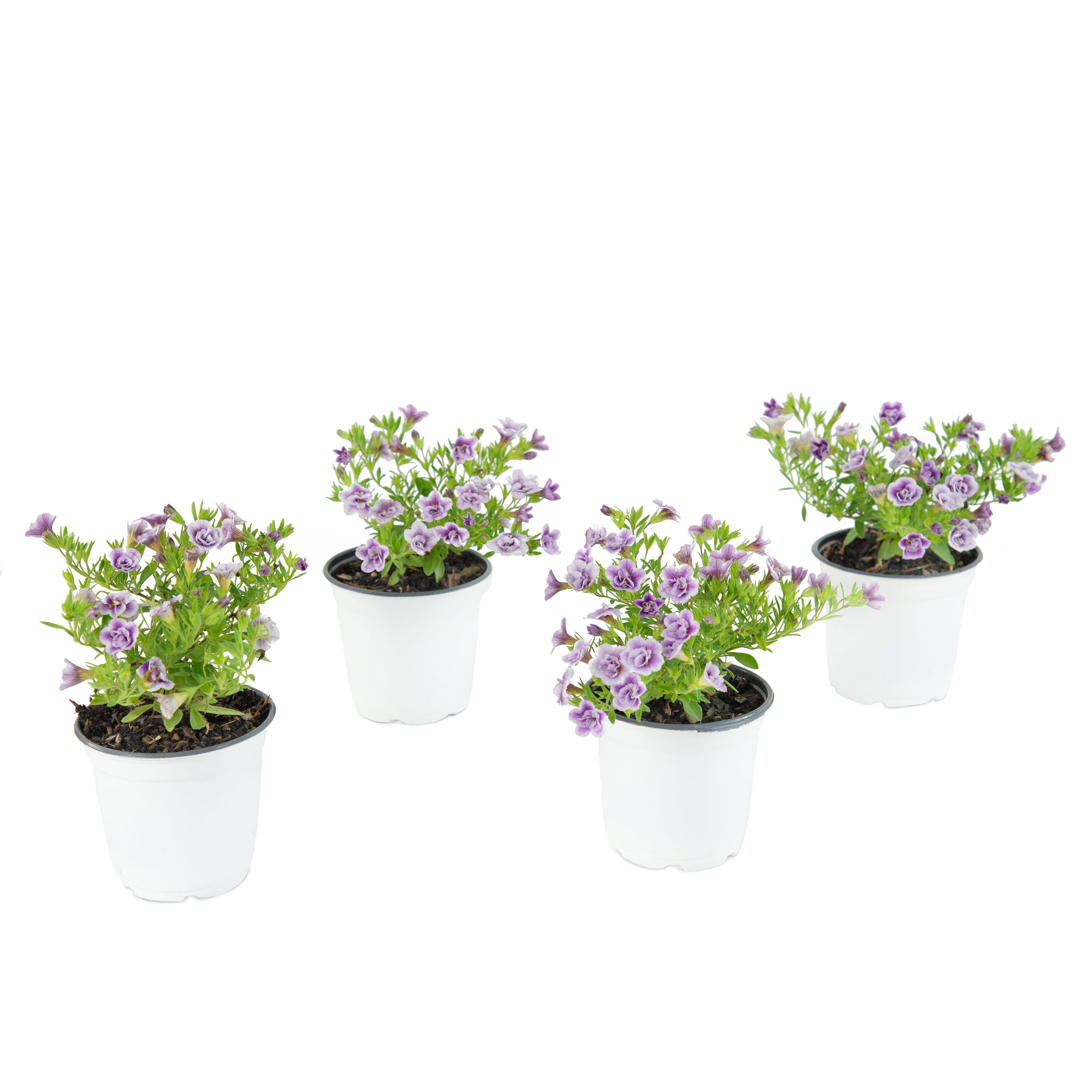 National Plant Network Lavender Calibrachoa in 4-in Pot 3-Pack in the ...