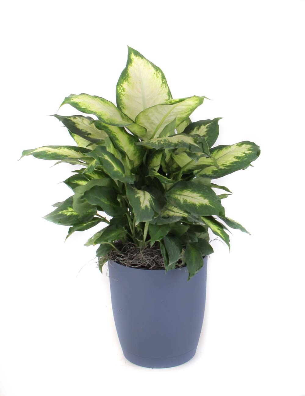 Camille Dieffenbachia House Plant in the House Plants department at ...