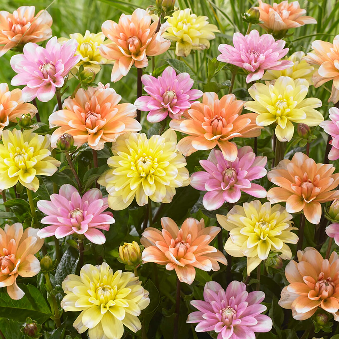 Van Zyverden 84149 Multicolor Dahlia Bulbs 5 Count