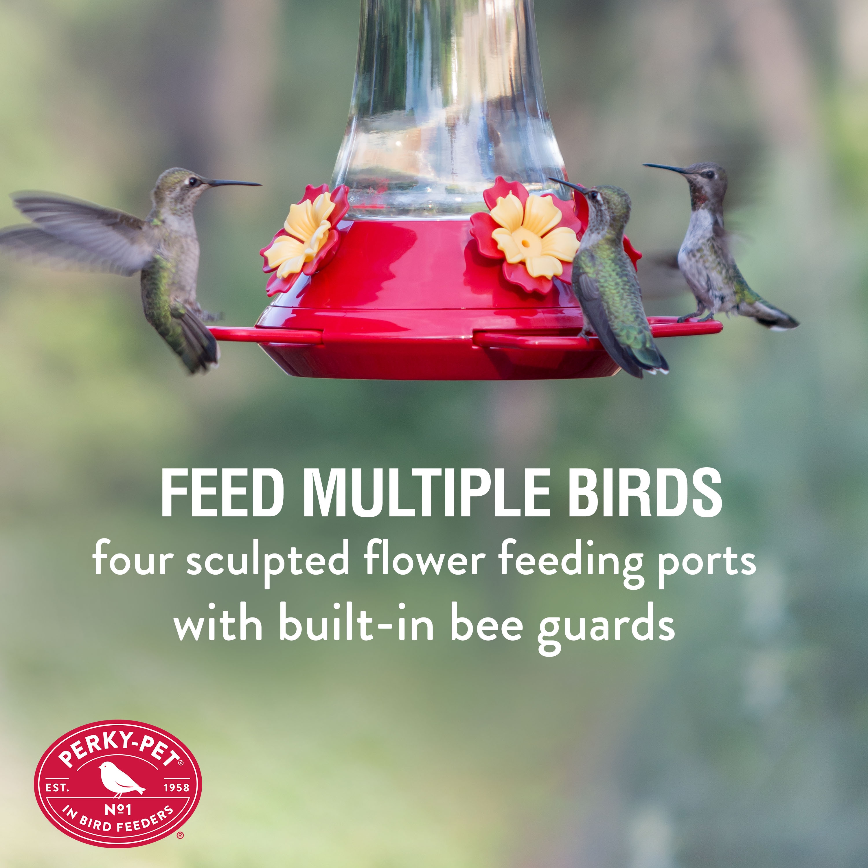 Take Glamor Shots of Hummingbirds With the New Bird Buddy Feeder - CNET
