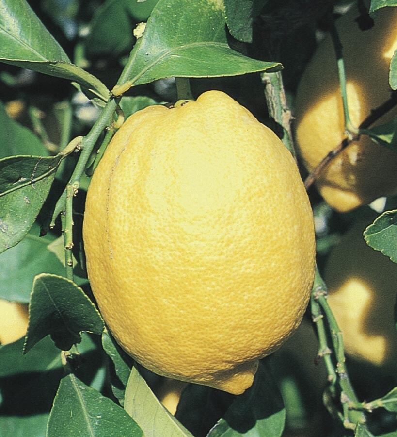 Lowe's NURSERY Lemon Plant