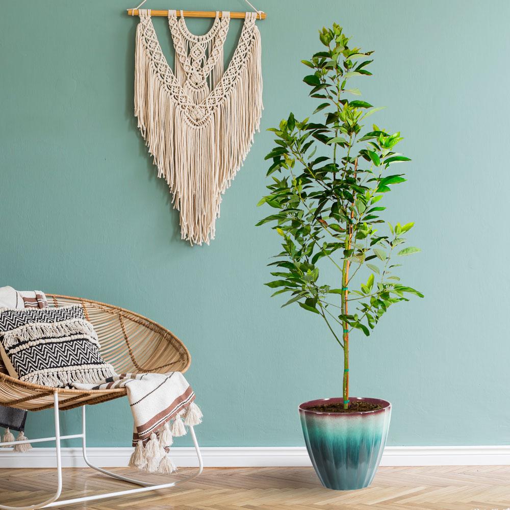 Brighter Blooms 17402 Avocado Plant in Pot